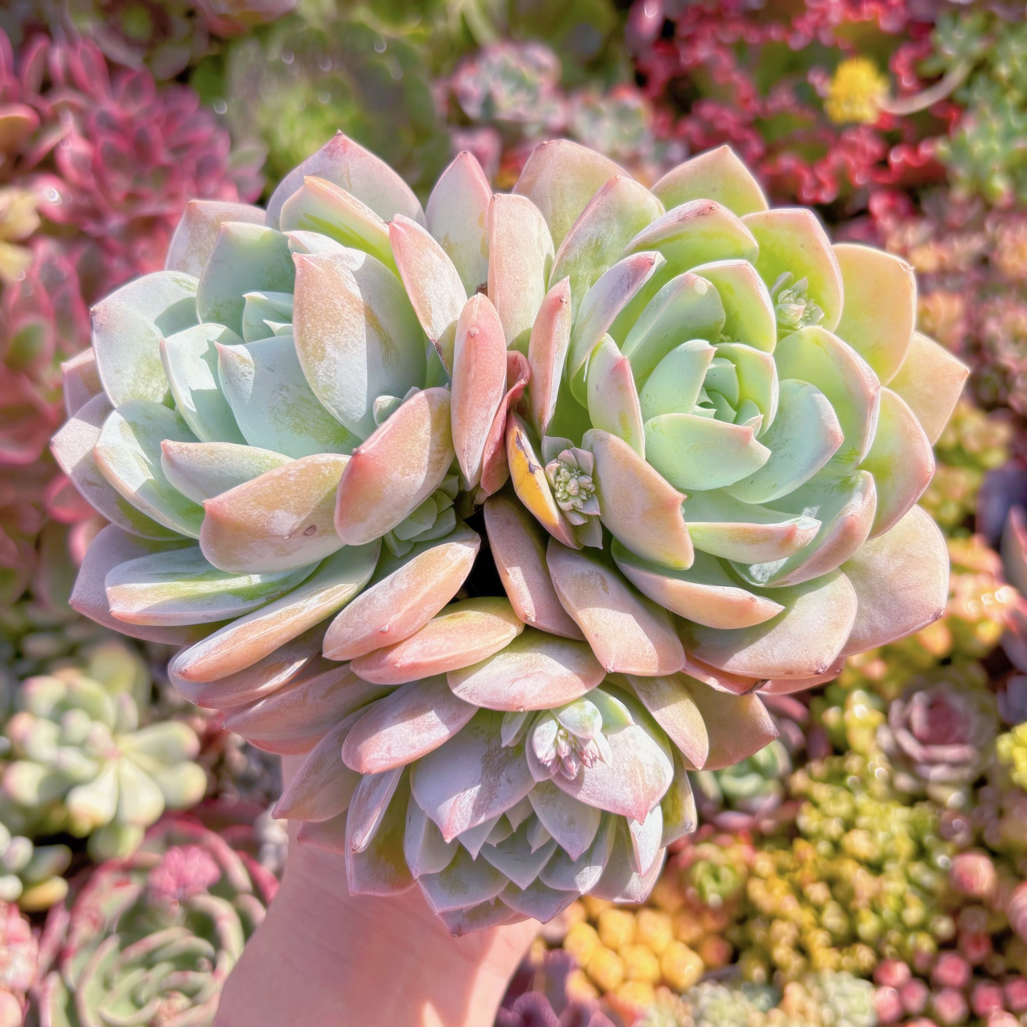多肉植物　Sedum suaveolens　大群生　新入荷　るる農園