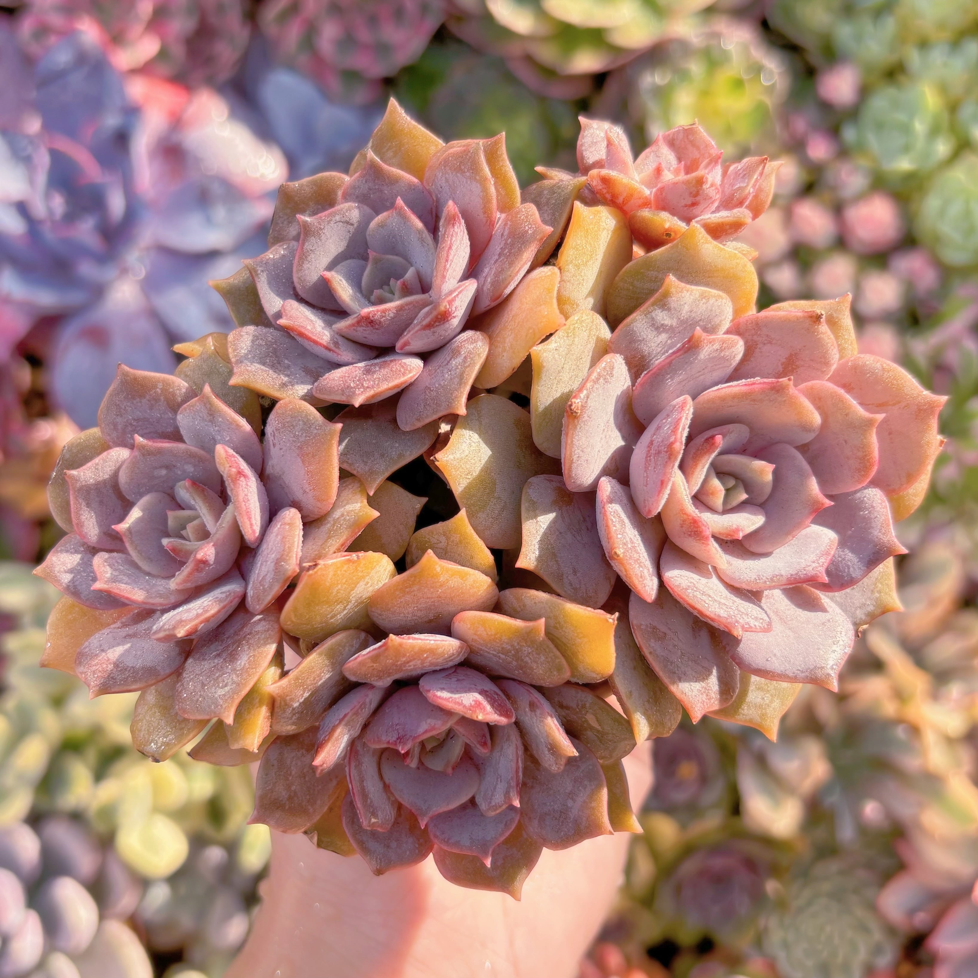 多肉植物　紫姫4〜5頭　群生　在庫僅少　新入荷　るる農園