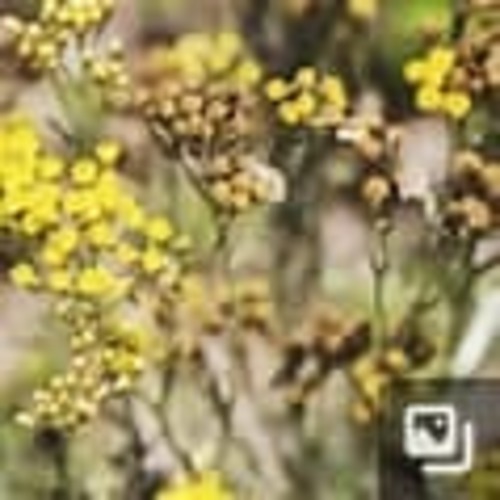 イモーテル50％ＢＩＯ・ＧＣ　精油