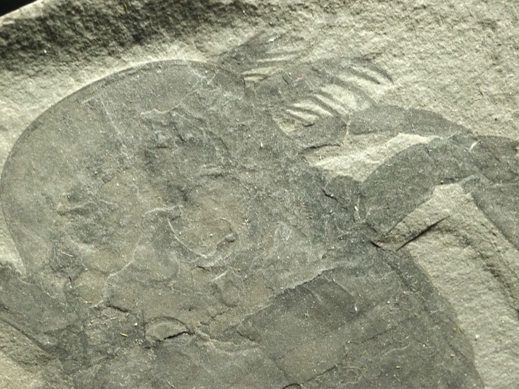 極上！ウミサソリの化石【Eurypterus remipes】【342g