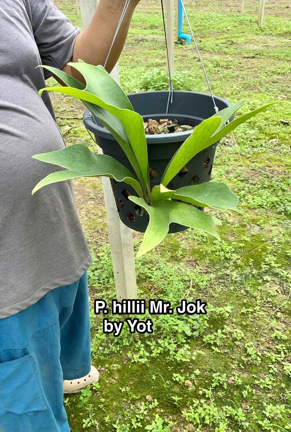 P.Hillii Mr. Jok 【artPLANTs】ビカクシダ/Platycerium | artPLANTs