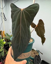 Anthurium Ralph Lynam / アンスリウム・ラルフ・リナム③