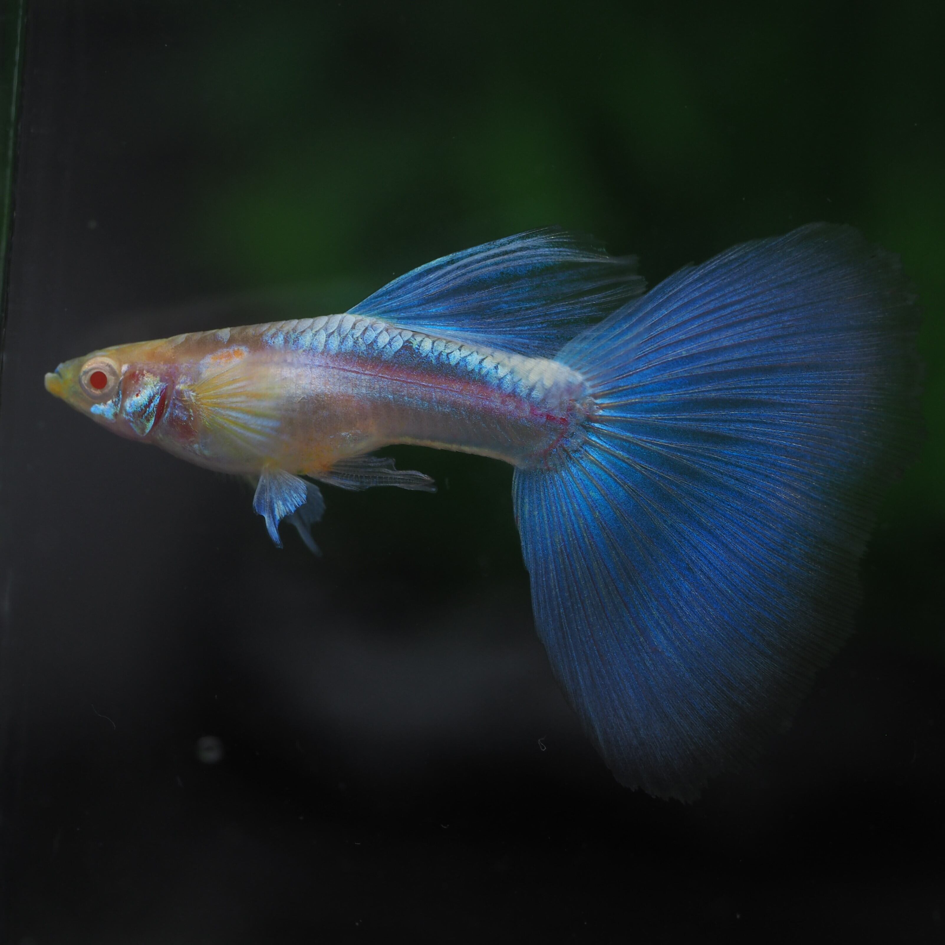 RREAブルートパーズ 若魚1ペア(国産グッピー) | 伊豆グッピーファーム