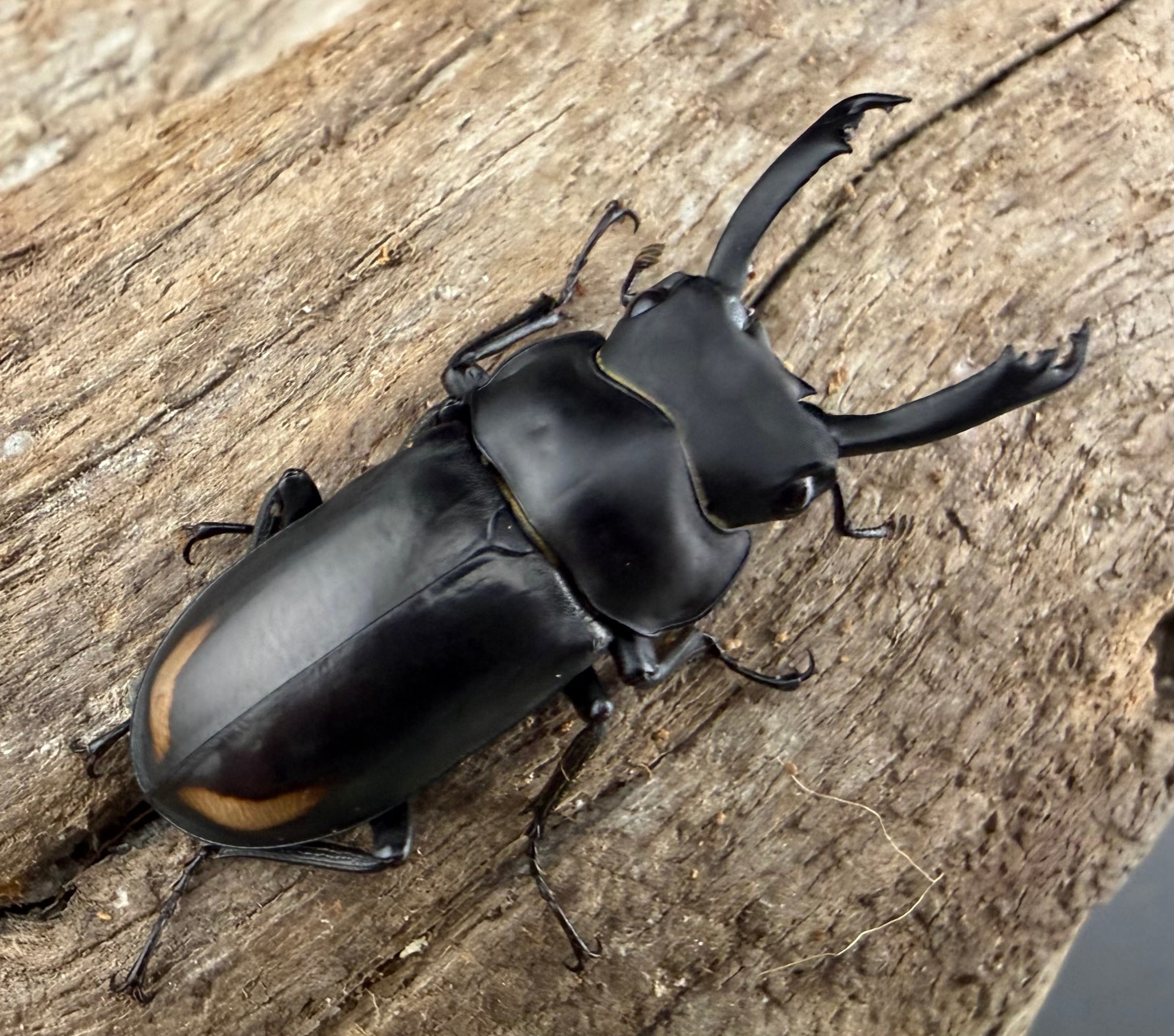 コクワガタの仲間 | KPW公式オンラインショップ