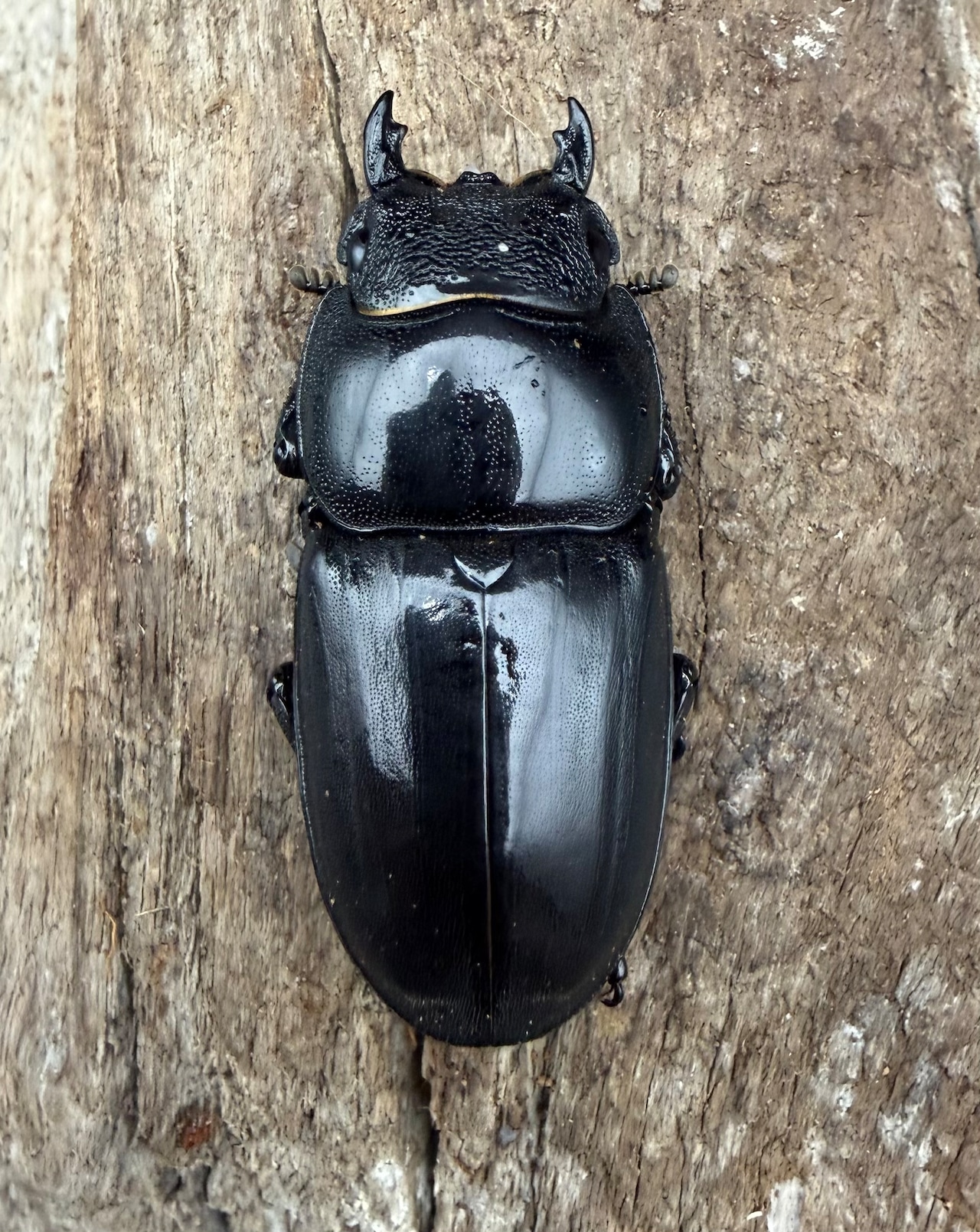 【WD】《パラワンオオヒラタ ガントン産 89.5mm ペア》