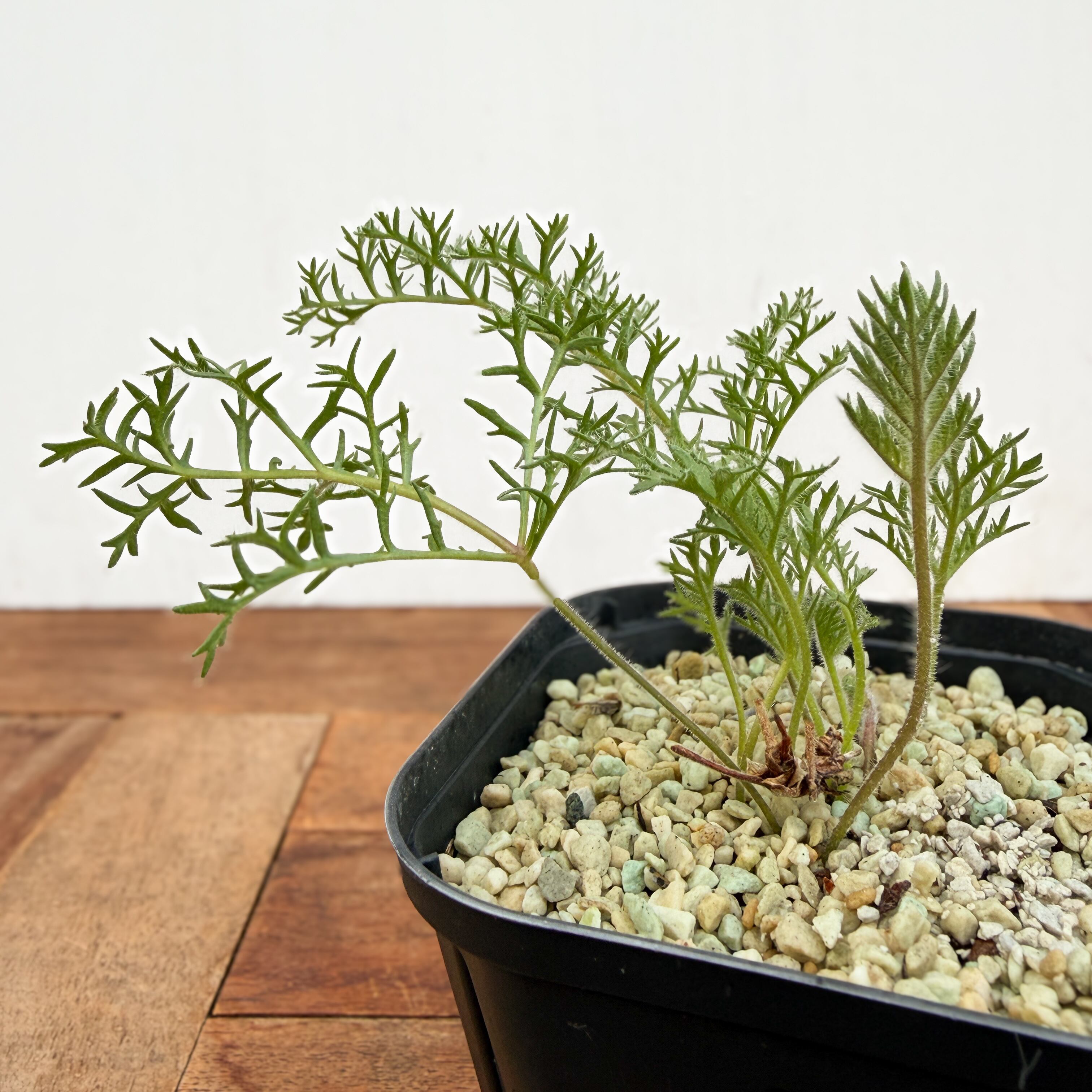 Pelargonium triste【ペラルゴニウム・トリステ・実生】 | RIMO'S