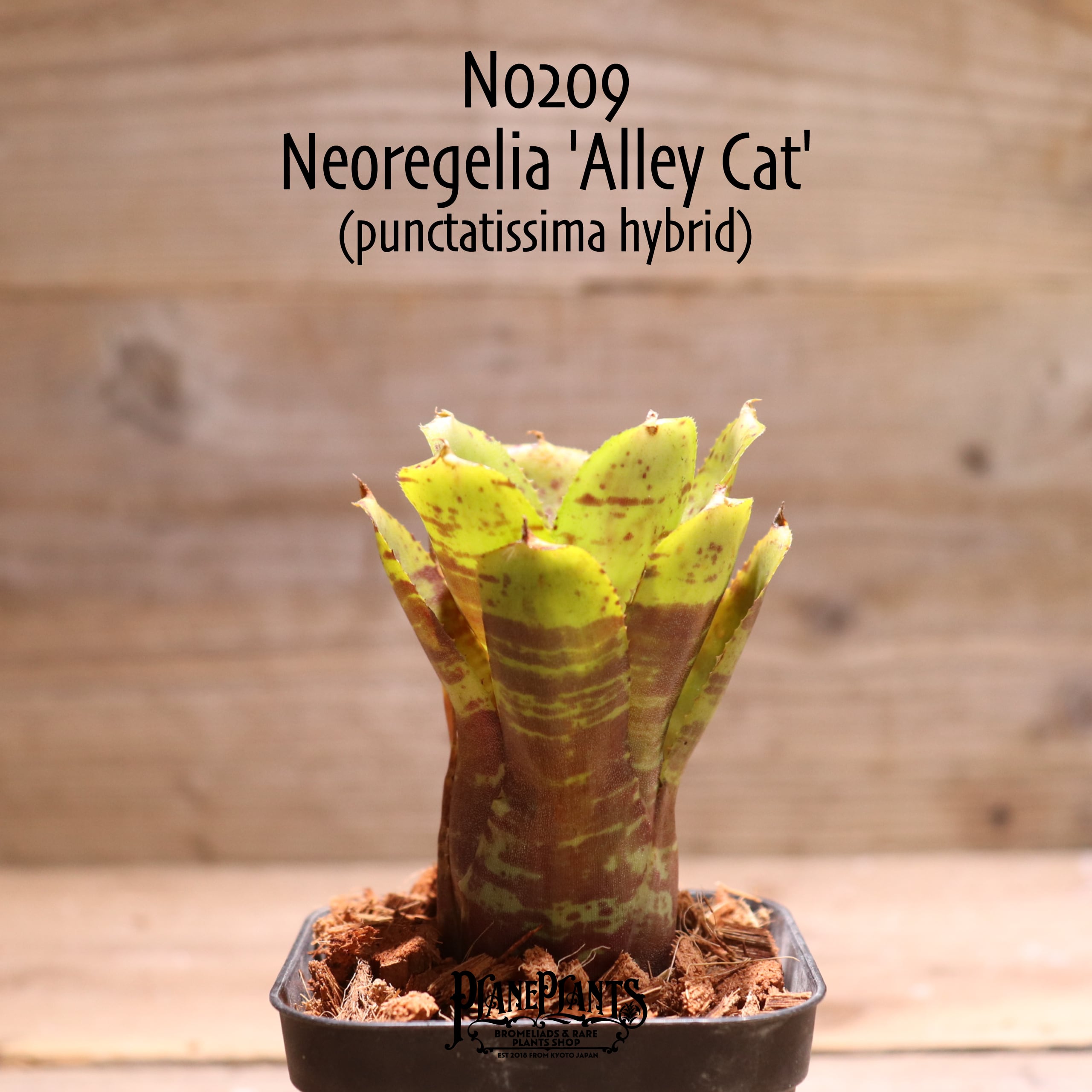 【送料無料】Neoregelia 'Alley Cat'〔ネオレゲリア〕現品発送N0209