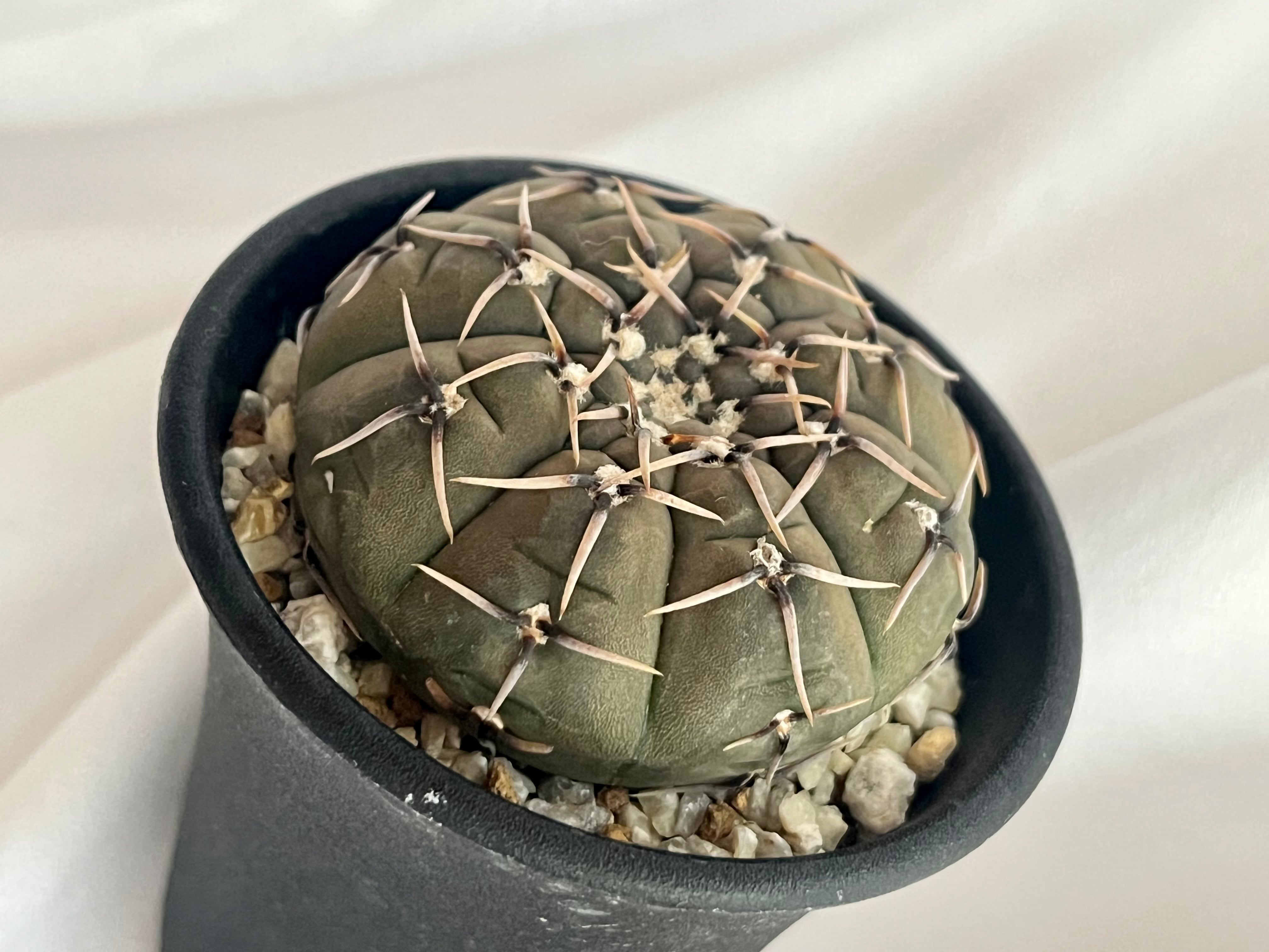 Gymnocalycium bodenbenderianum ギムノカリキウム 怪竜丸 サボテン