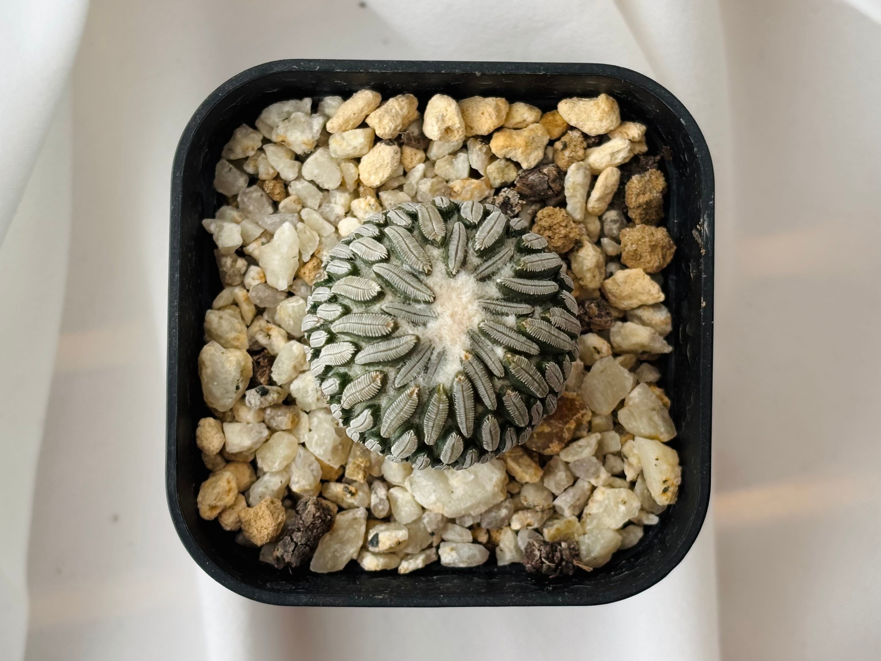 Pelecyphora aselliformis ペレキフォラ 精巧丸 サボテン | plants