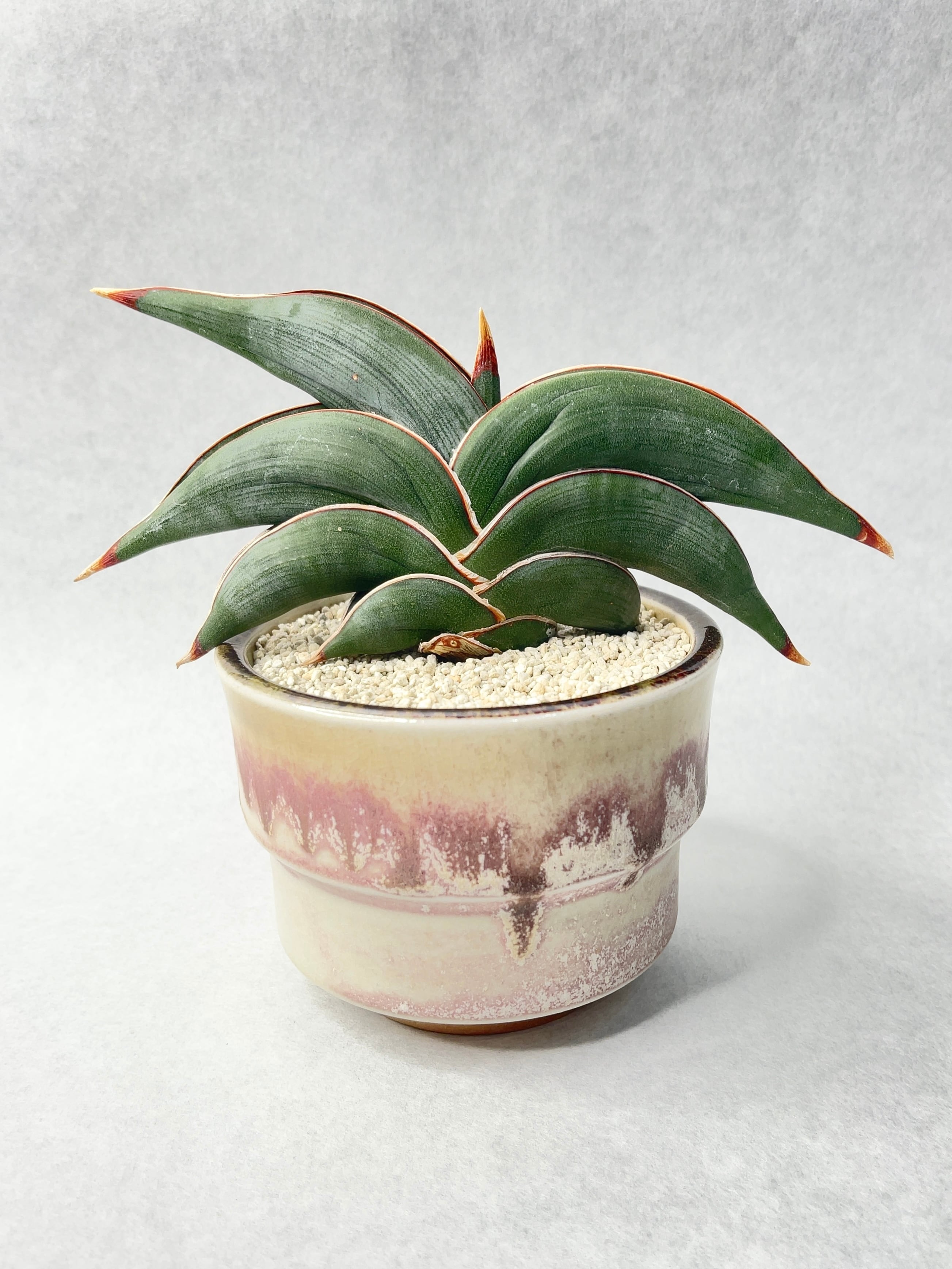 サンセベリア・ロリダ