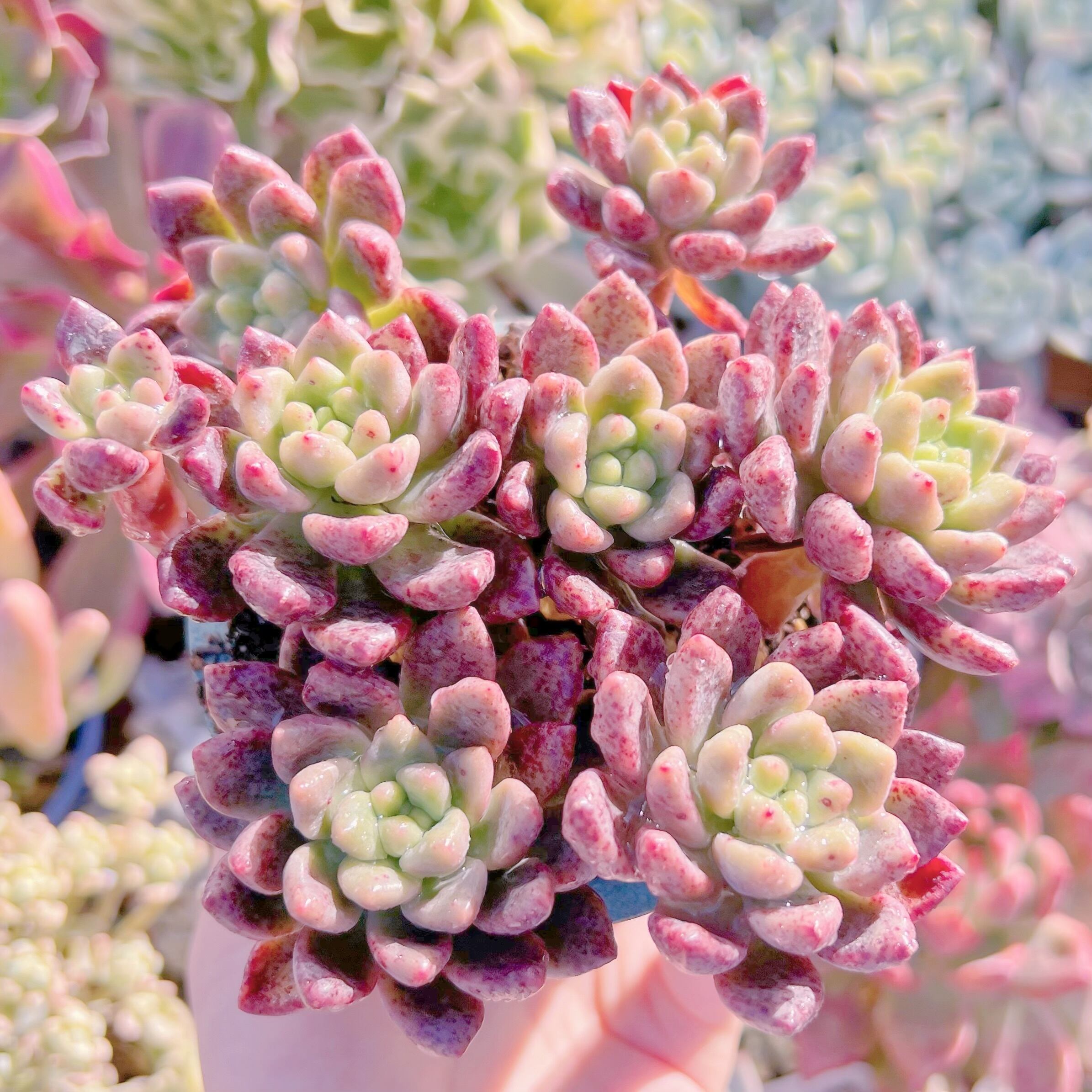 現品　シャネル#600  群生　るる農園