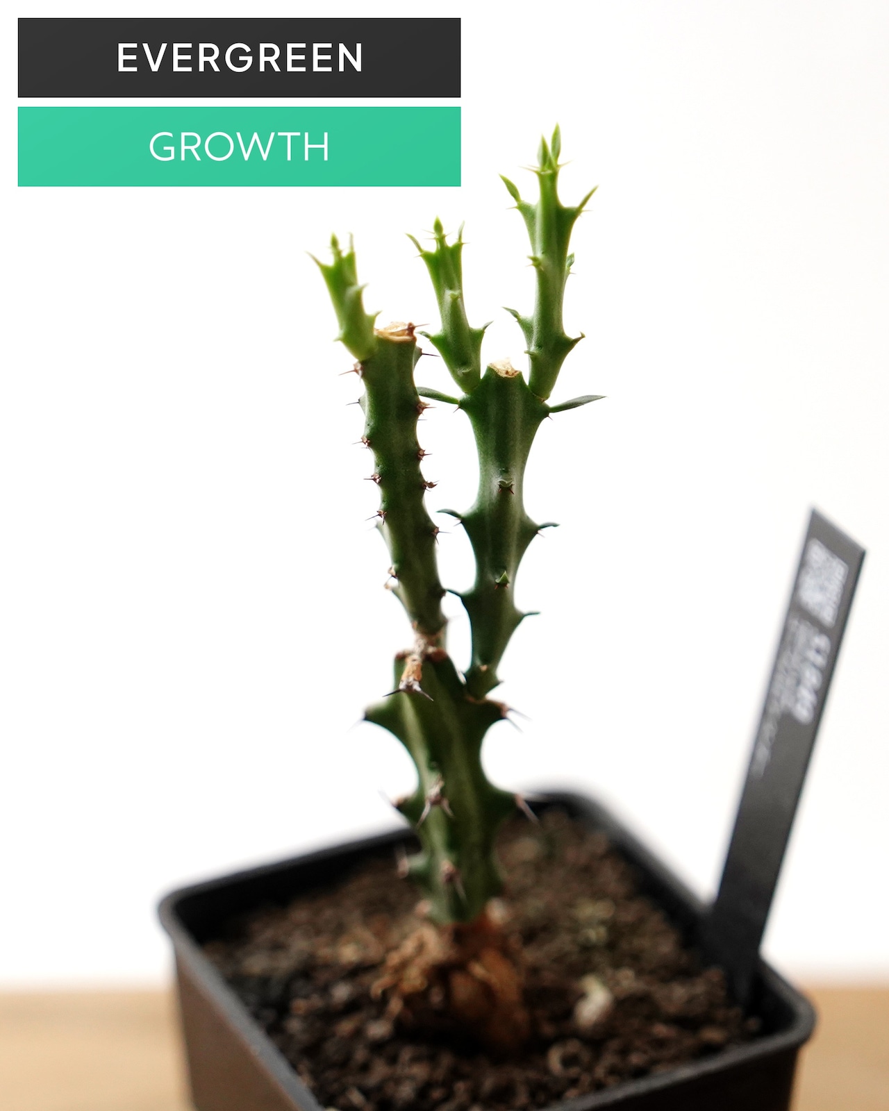 抜き苗 ユーフォルビア クンチー(クヌシ) 実生 ミニ苗 Euphorbia knuthii