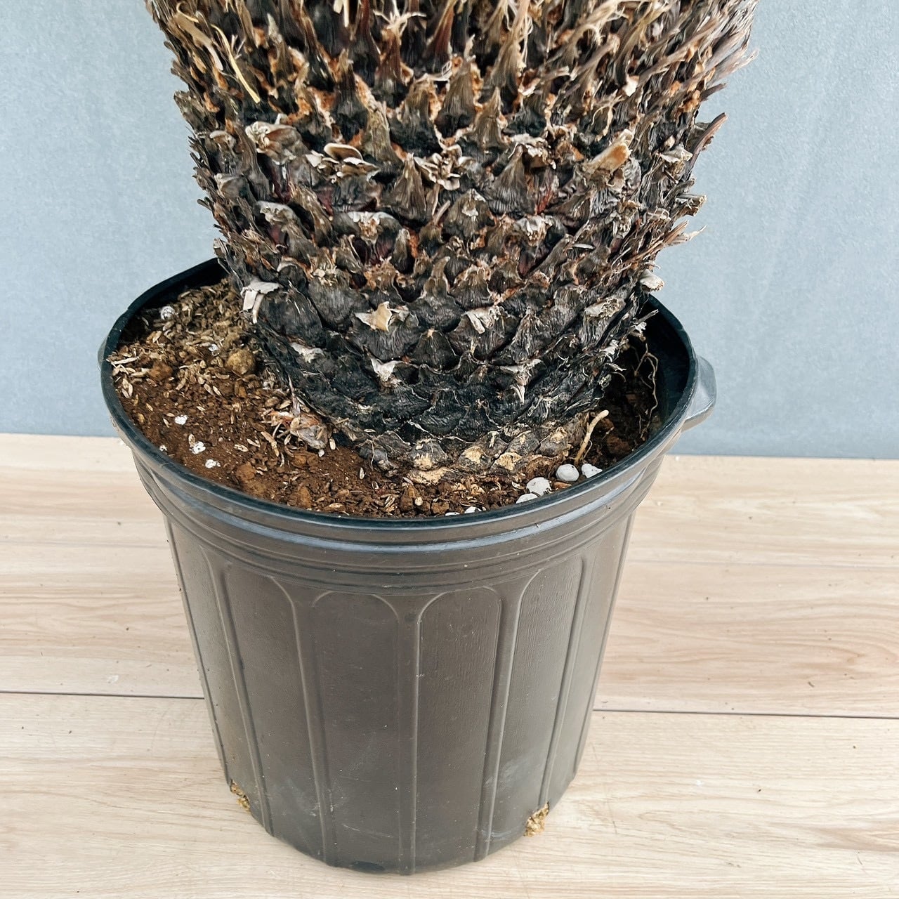 現品］存在感抜群！ 63番 ソテツ 10号 観葉植物 大型 屋外 綺麗 幹太