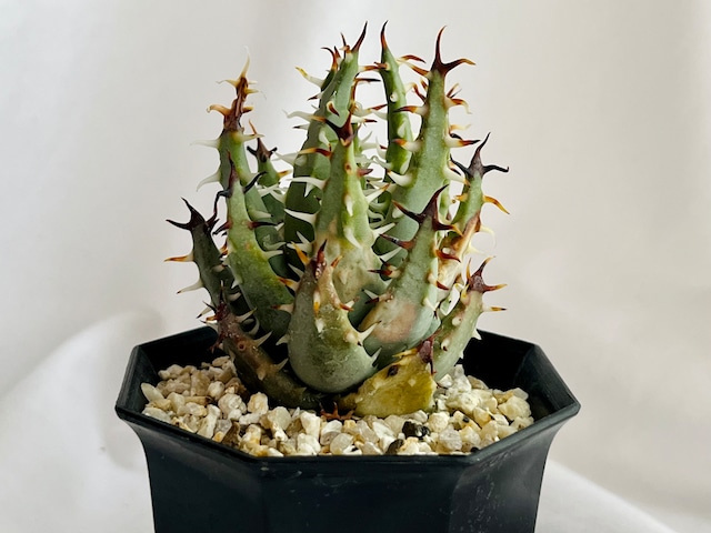 Aloe erinacea　アロエ　エリナケア　多肉植物