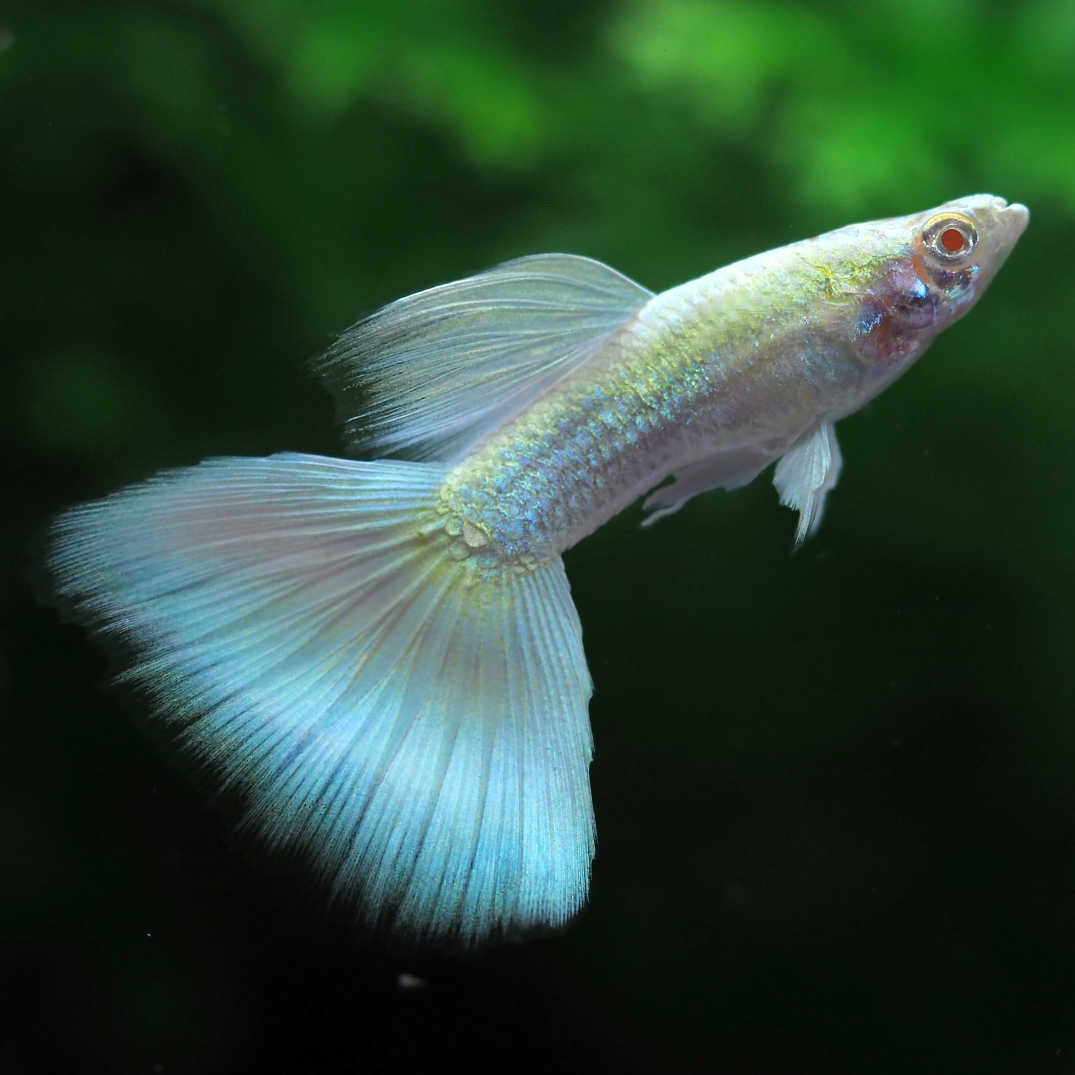 ◆ef-Guppy◆スーパーフルプラチナ ハイラウンドドーサル 成魚3ペア ◇ef-Guppy◇ ◇スーパーフルプラチナ ハイラウンドドーサル◇ 若魚3ペア