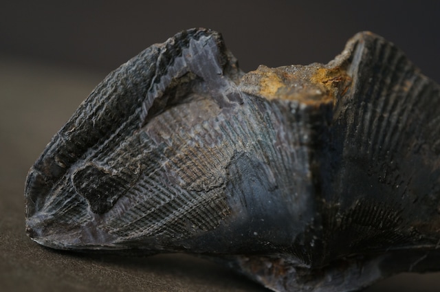 ベルギー産腕足類化石 Cyrtospirifer verneuili 1956