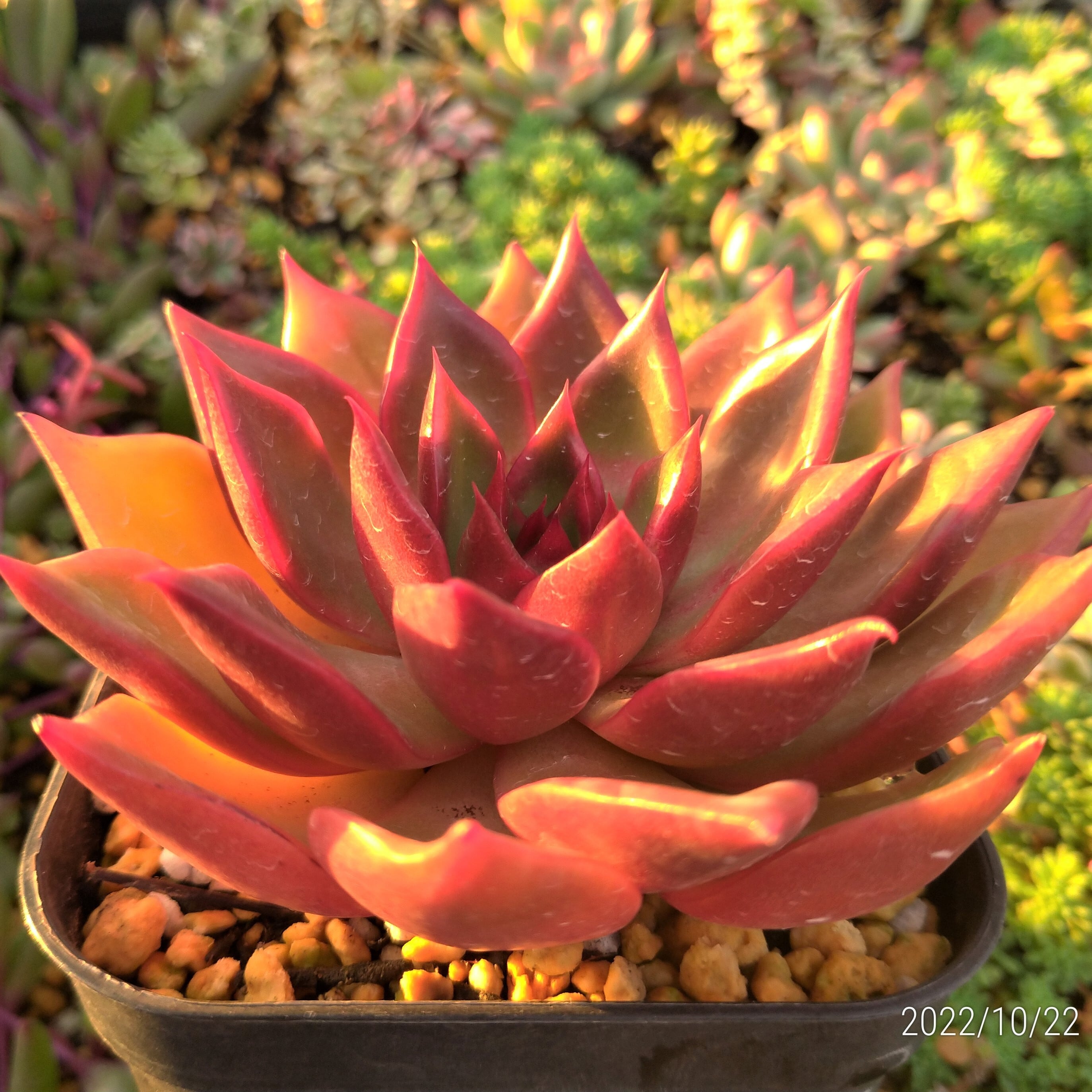 多肉植物　ルブラ　抜き苗