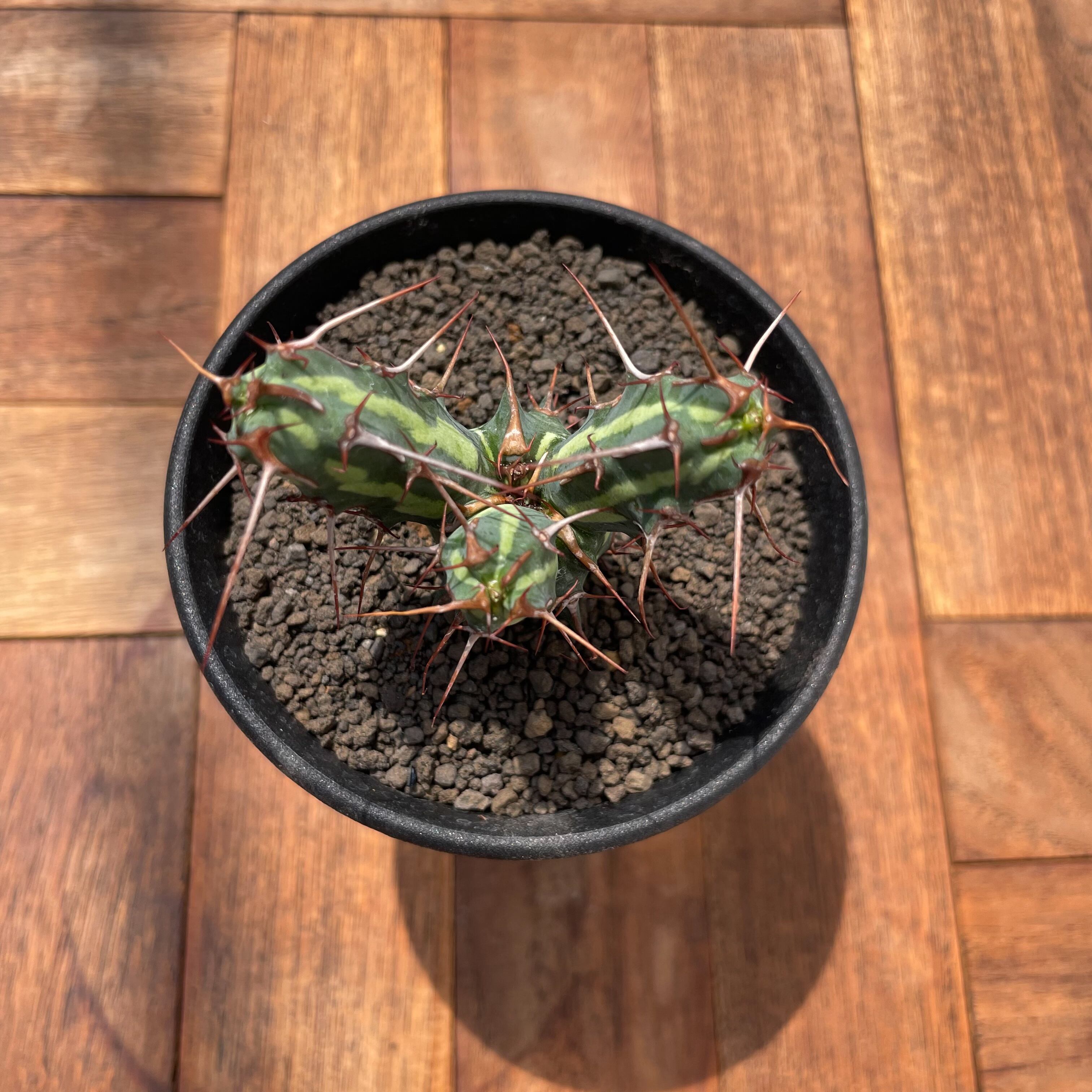 Euphorbia kalisana【ユーフォルビア・カリサナ】 | RIMO'S GREEN
