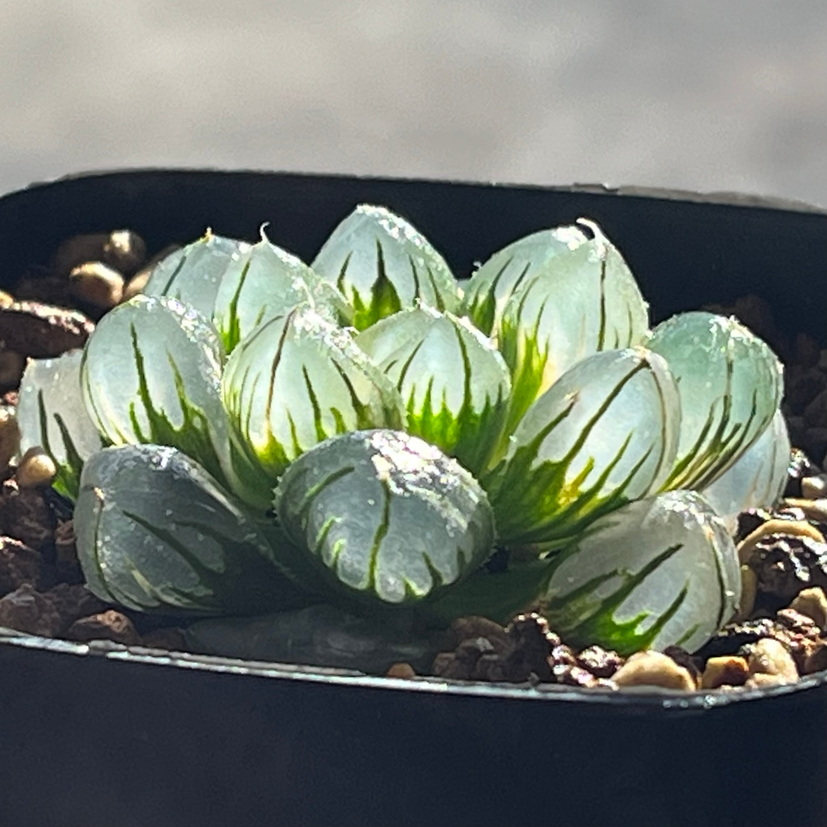 ハオルチア オブツーサ錦 水中の月 | mocono_plants
