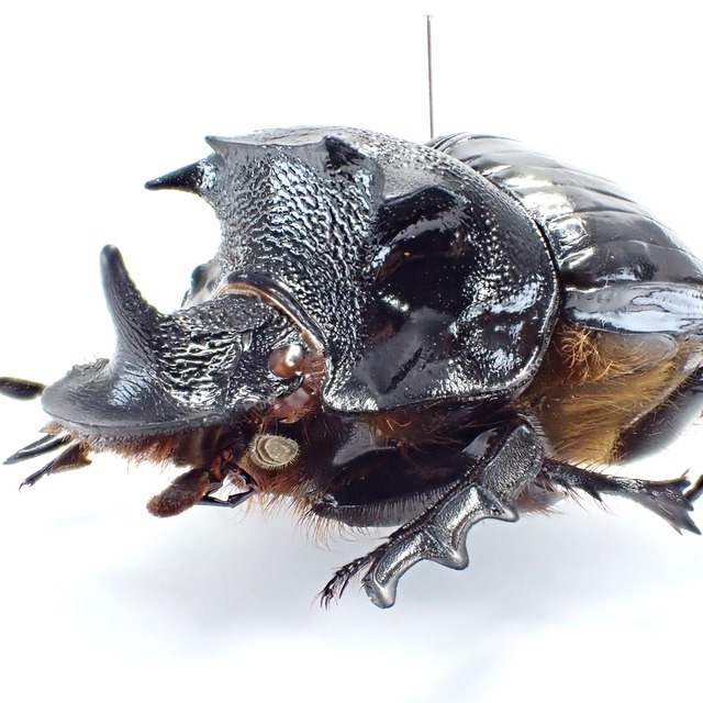 タイ産 Heliocopris bucephalus ♂ 51mm