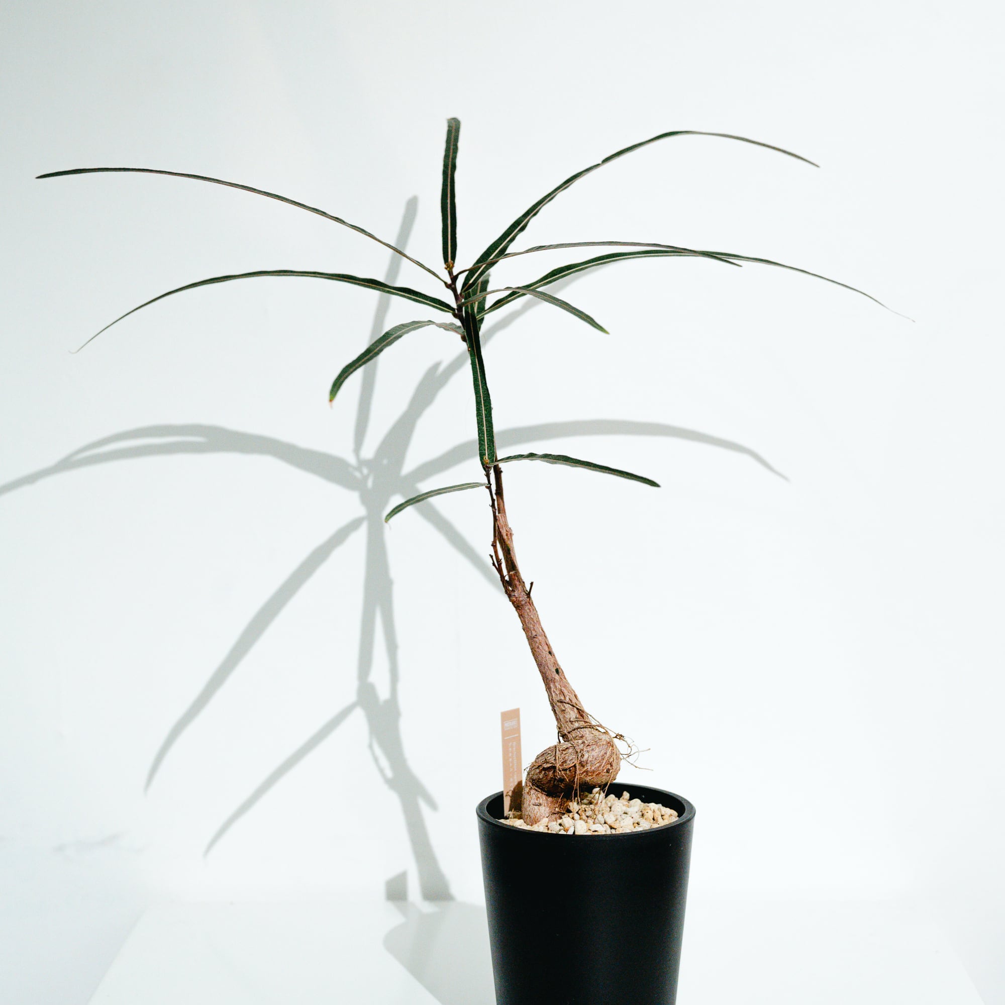 その他観葉植物 Hoya SilverDollar ホヤ・シルバーダラー（Hoya 'Silver Dollar'） | MERAKI