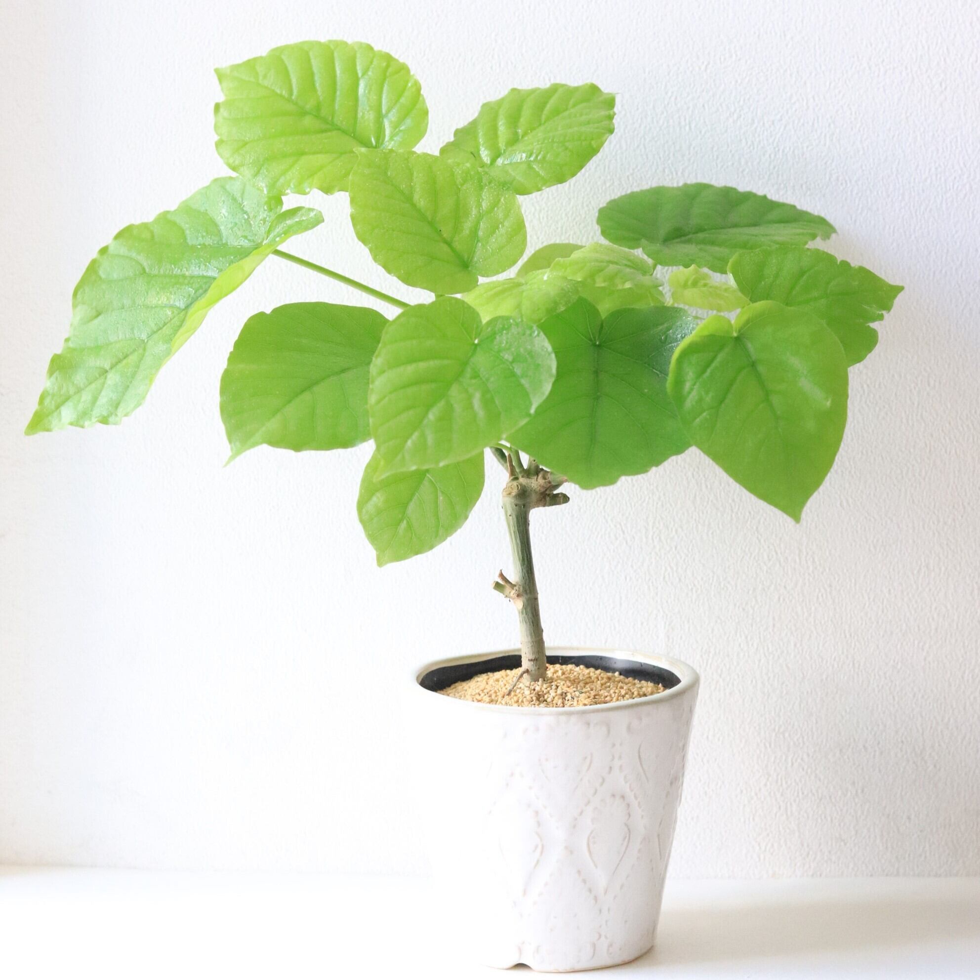 【グリーン】ウンベラータ