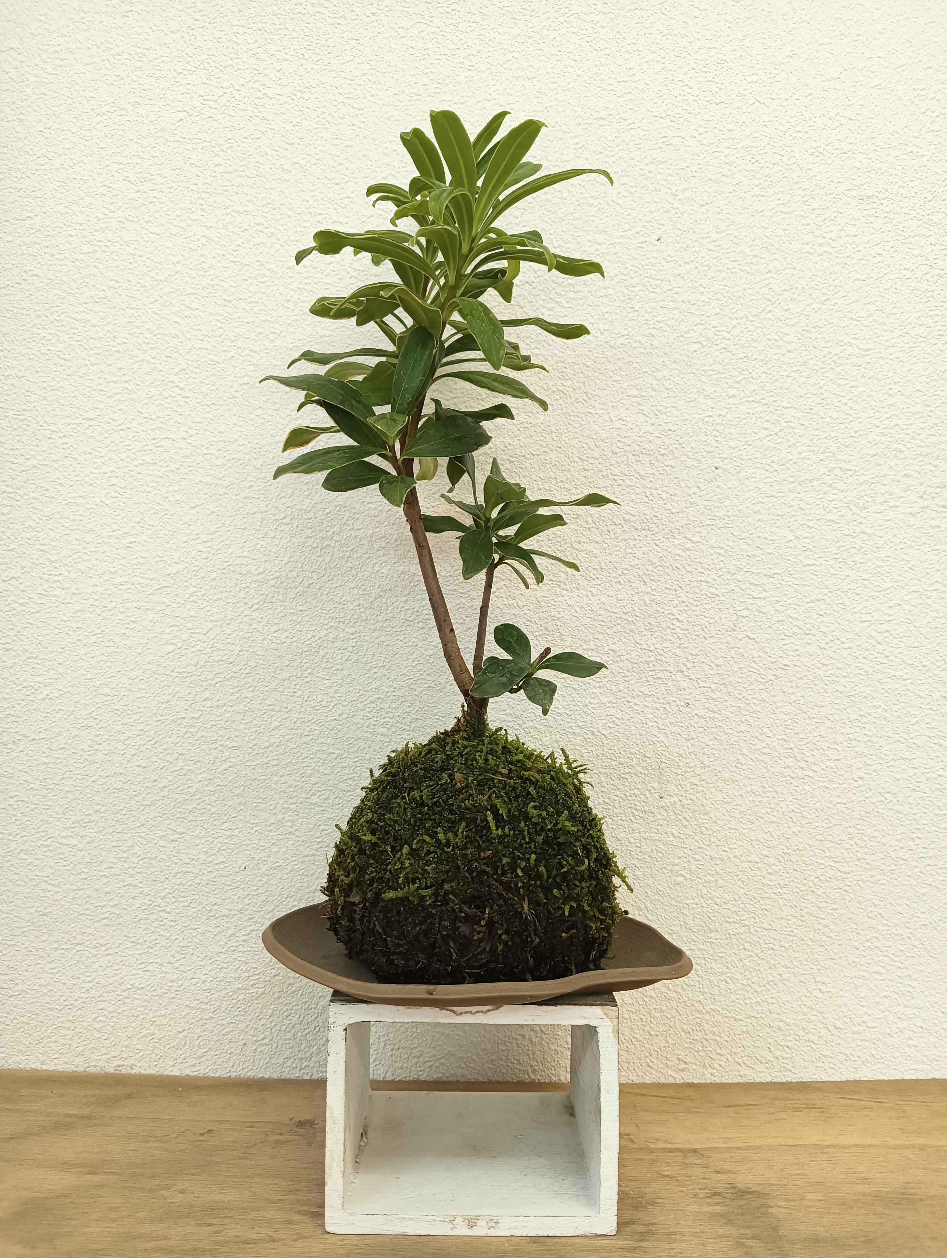 NORA spin off ノラスピンオフ ～阿賀の苔玉～ 旅する苔玉屋 苔玉・苔