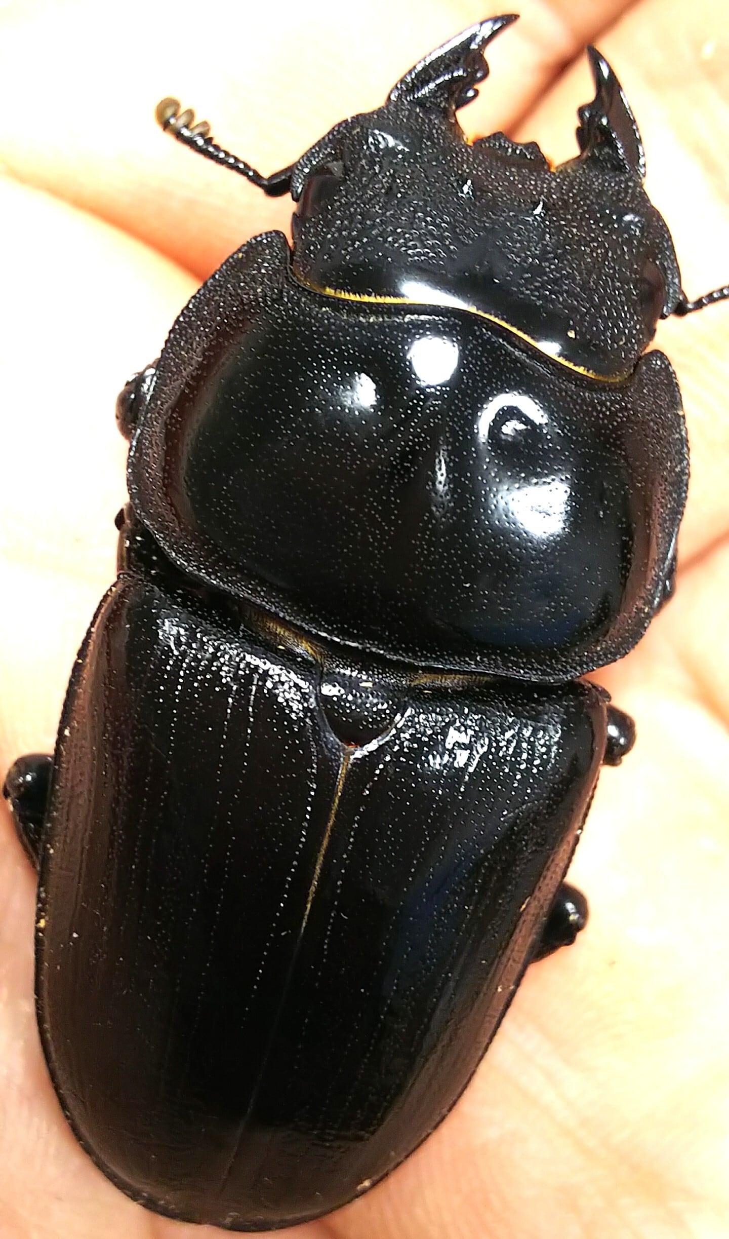 鍬極 極太オオクワ