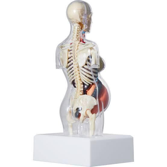 Supreme anatomy model female
