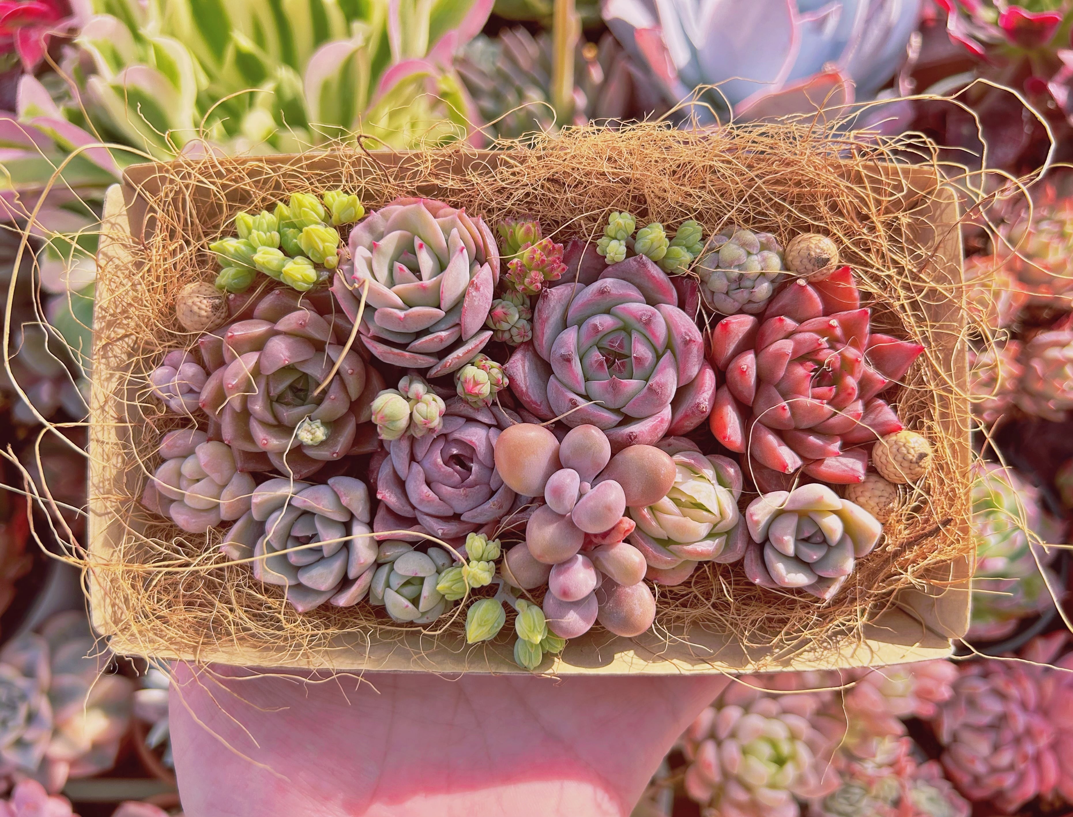 #210現物　多肉お弁当　トレーのまま発送