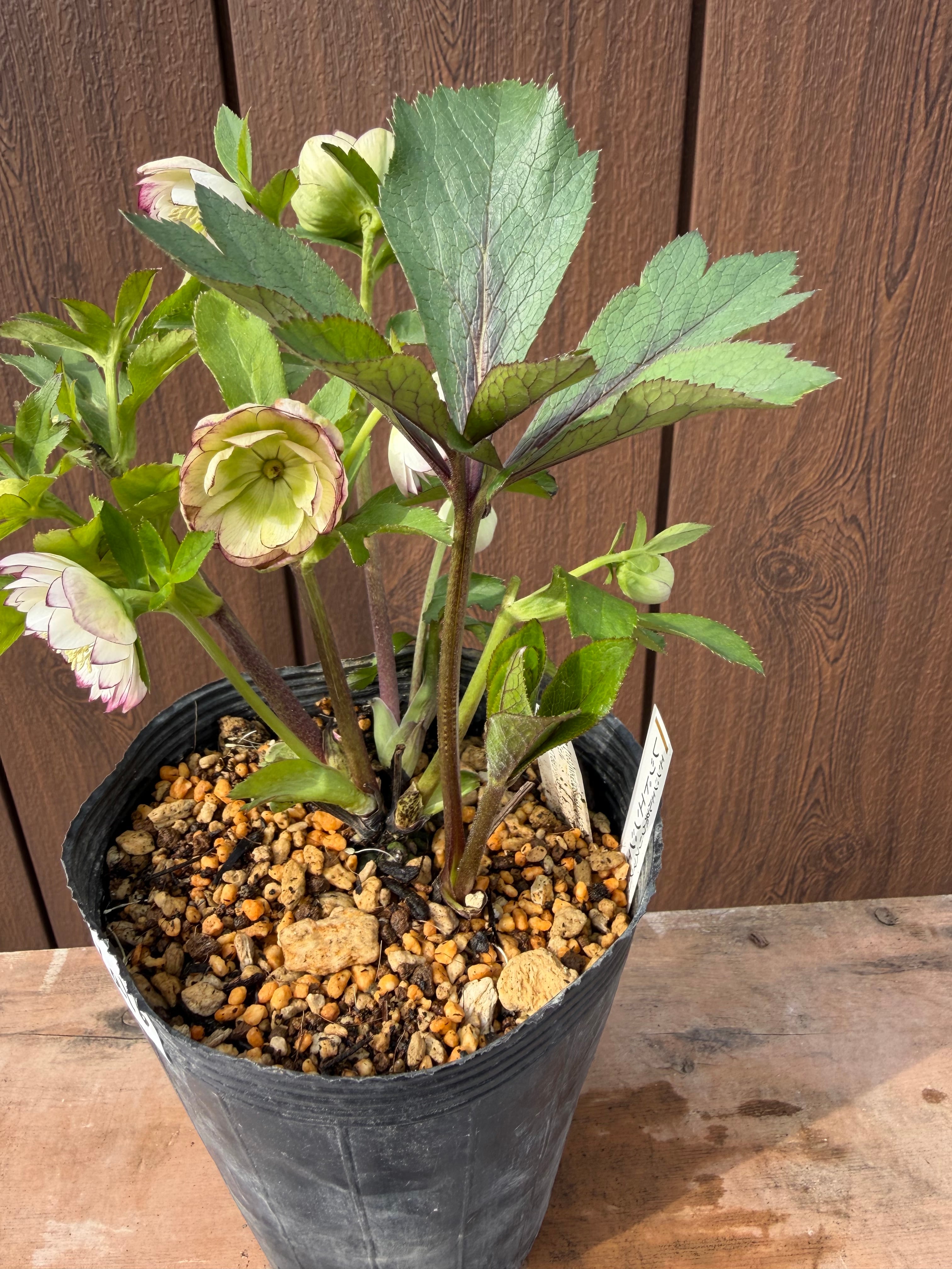 レッドエンジェル 加藤農園 クリスマスローズ【Ka16】送料無料