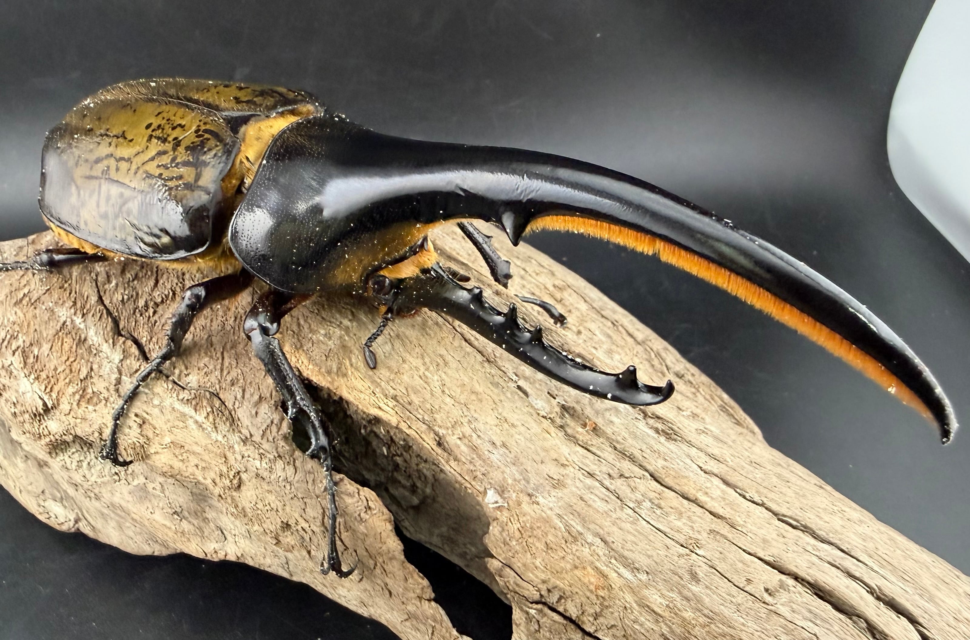 ヘラクレス・ヘラクレス 146mm ペア》 | KPW公式オンラインショップ