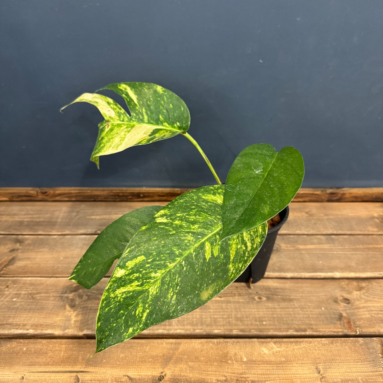 【クリアランス】エピプレナム アマゾンゴールド【351】