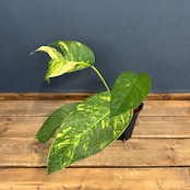 【クリアランス】エピプレナム アマゾンゴールド【351】