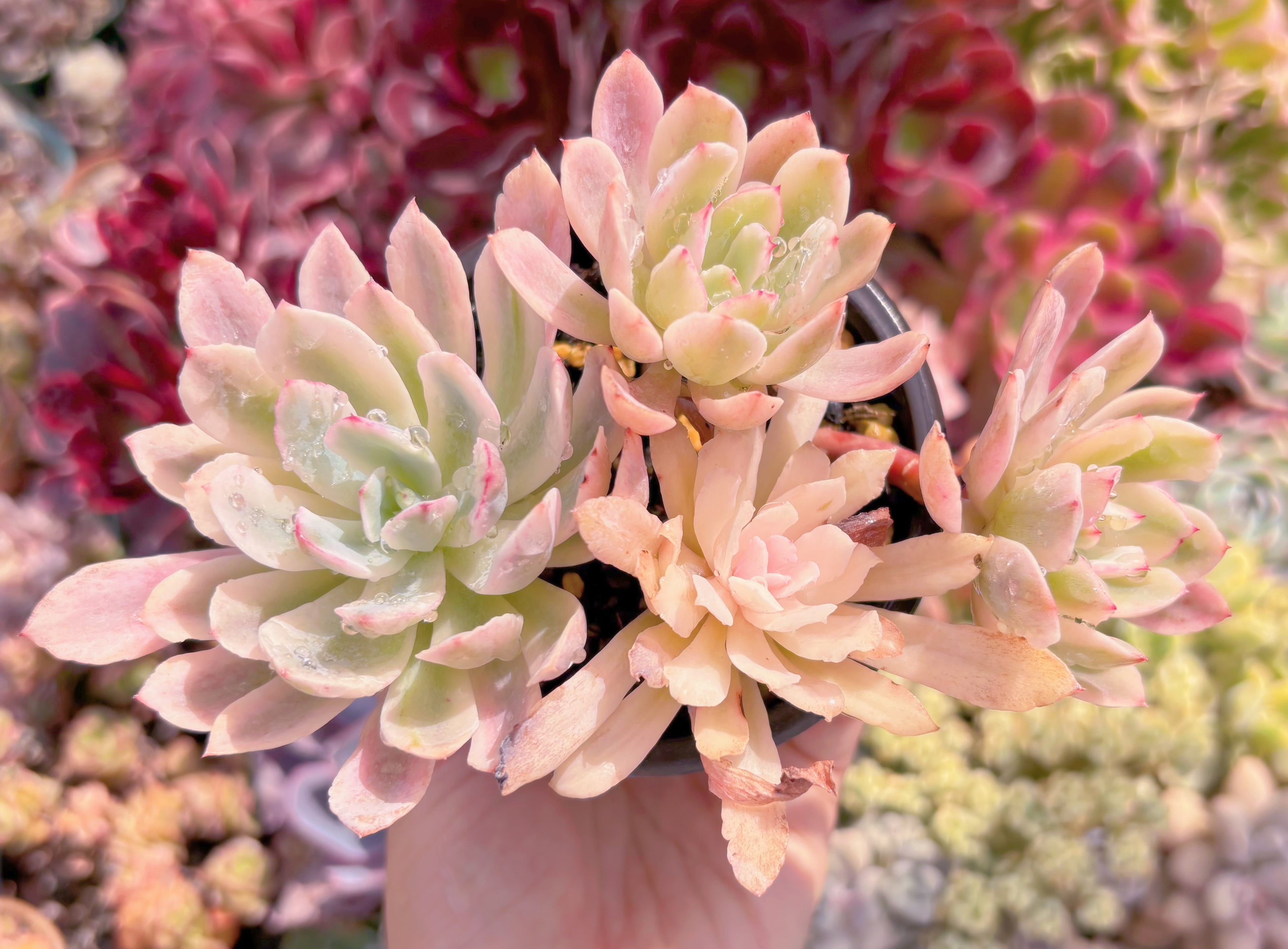 現品　hoveyi錦#B47　るる農園