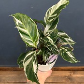 カラテア　ホワイトフュージョン【243】