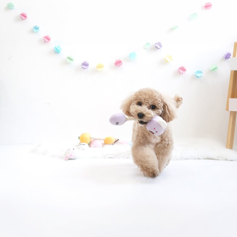 malrang toy 6color 2type / ペット 犬 おもちゃ 噛む 音が鳴る ロープ 知育玩具 鳴き笛入り 可愛い わんちゃん おもちゃ ストレス解消 韓国 ペット用品