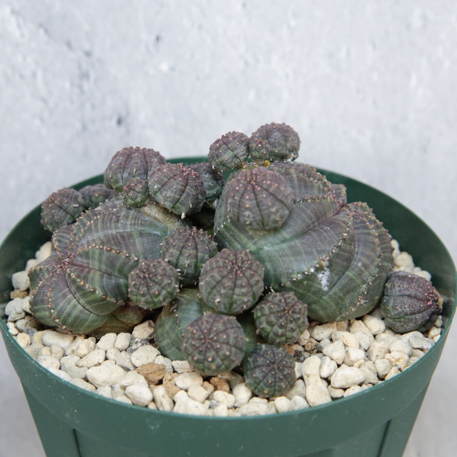 大株 約9.2cm 仔吹き 扁平 ダブルヘッド オベサ / 良形株 木質化
