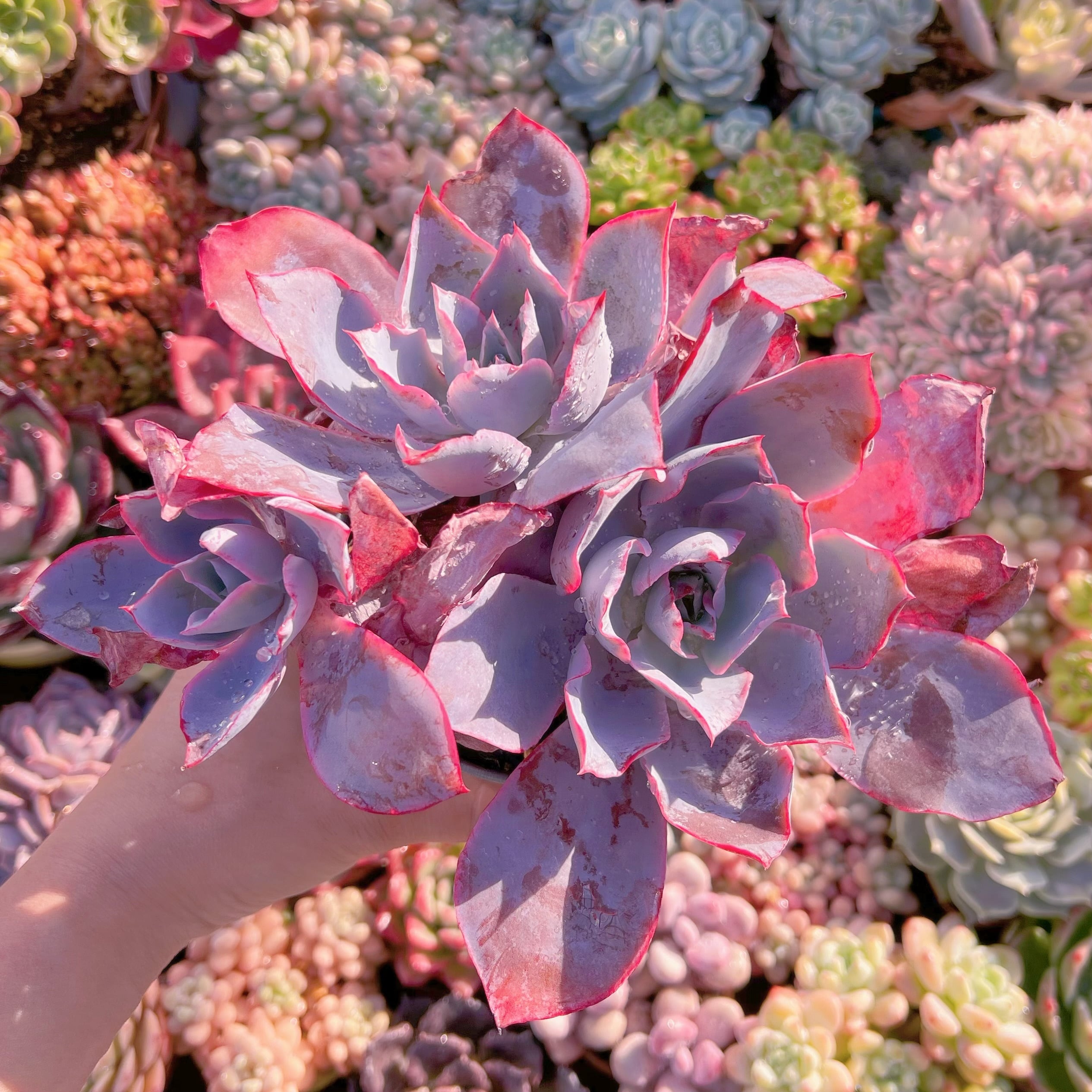 現品　アフターグロー#546    大群生　新入荷