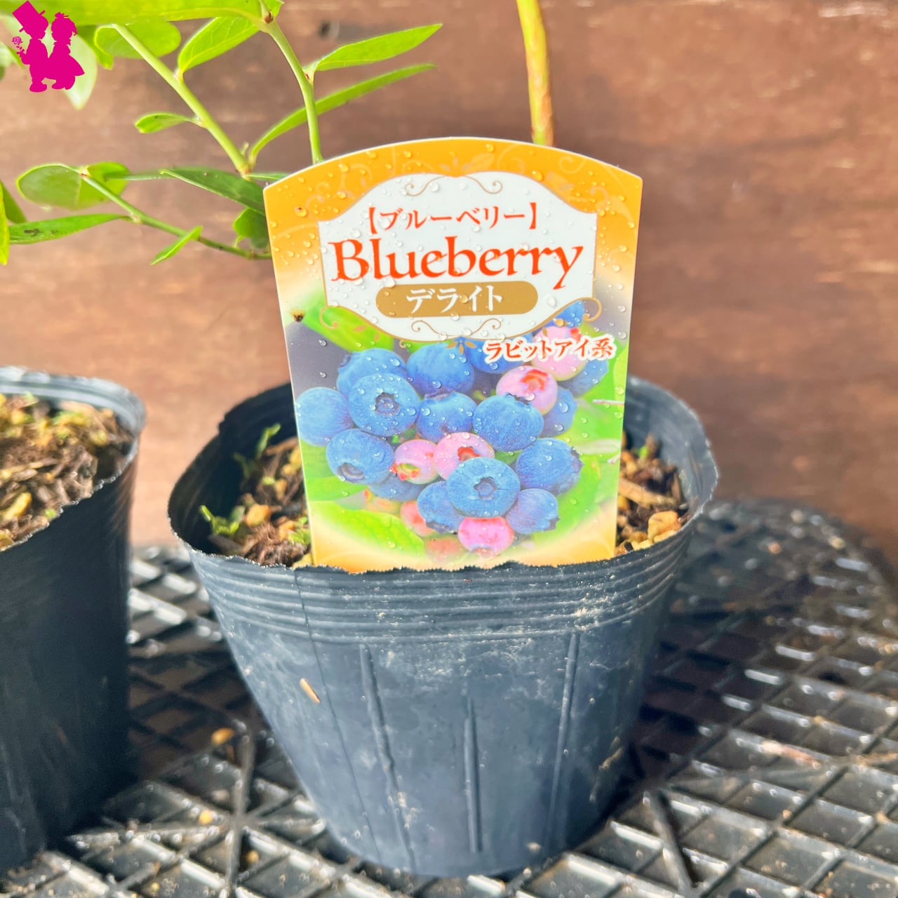 ブルーベリー レガシー15本 苗木 2年生 ブルーベリー レガシー15本 苗木 2年 ブルーベリー ノーザンハイ