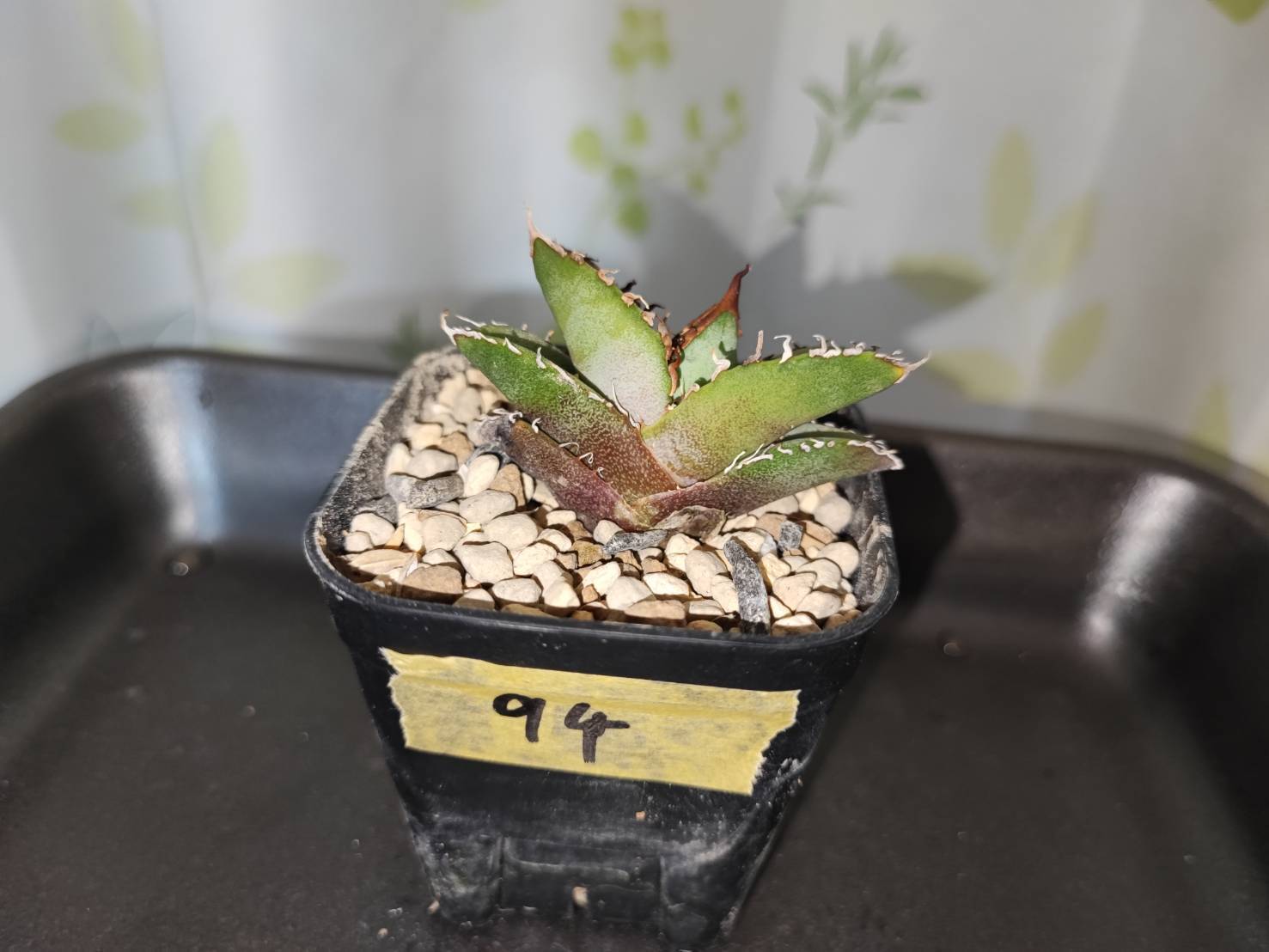 【 94 】oteroi seedling ②