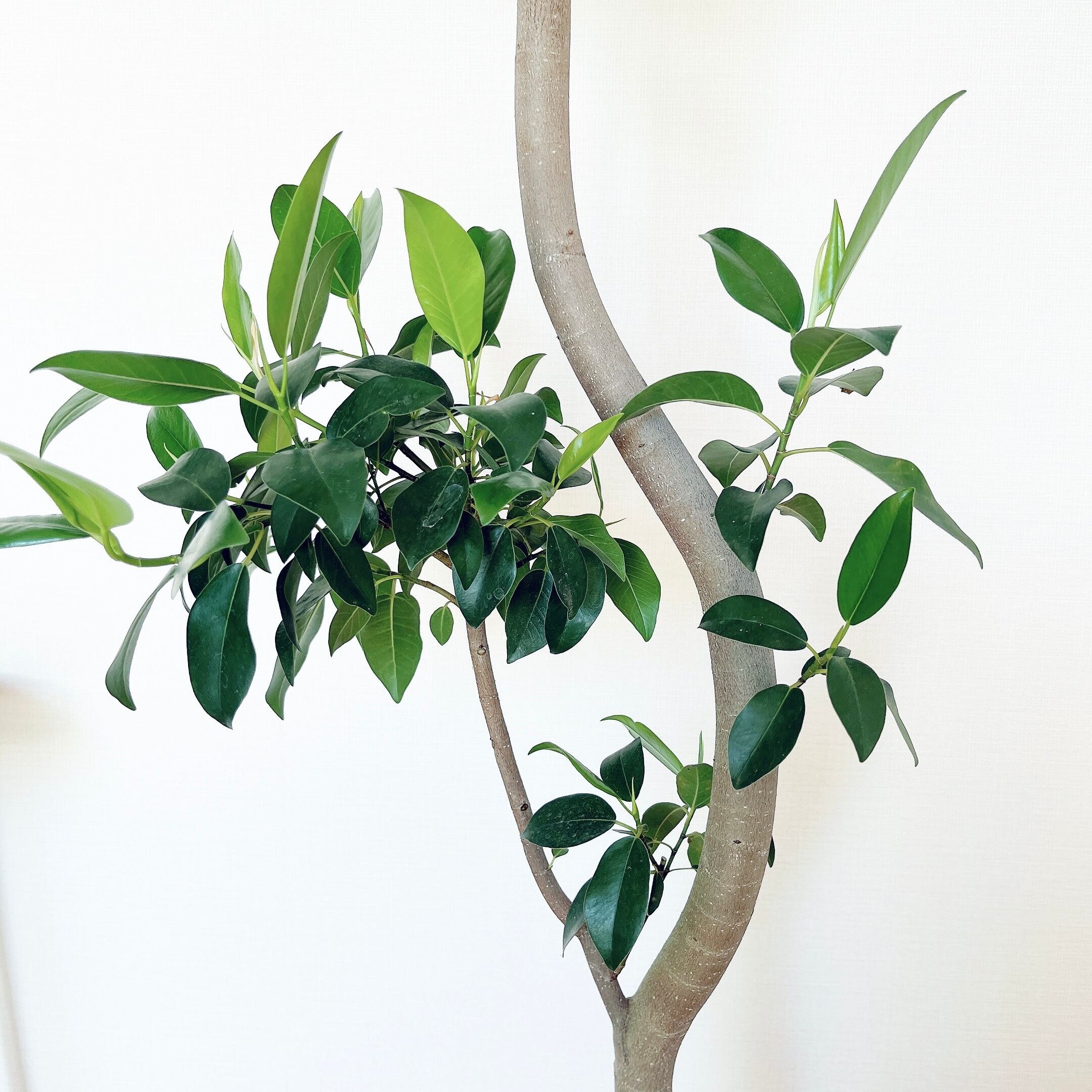 大型】フィカス ウンベラータ 曲がり XLサイズ 観葉植物 calm cafe