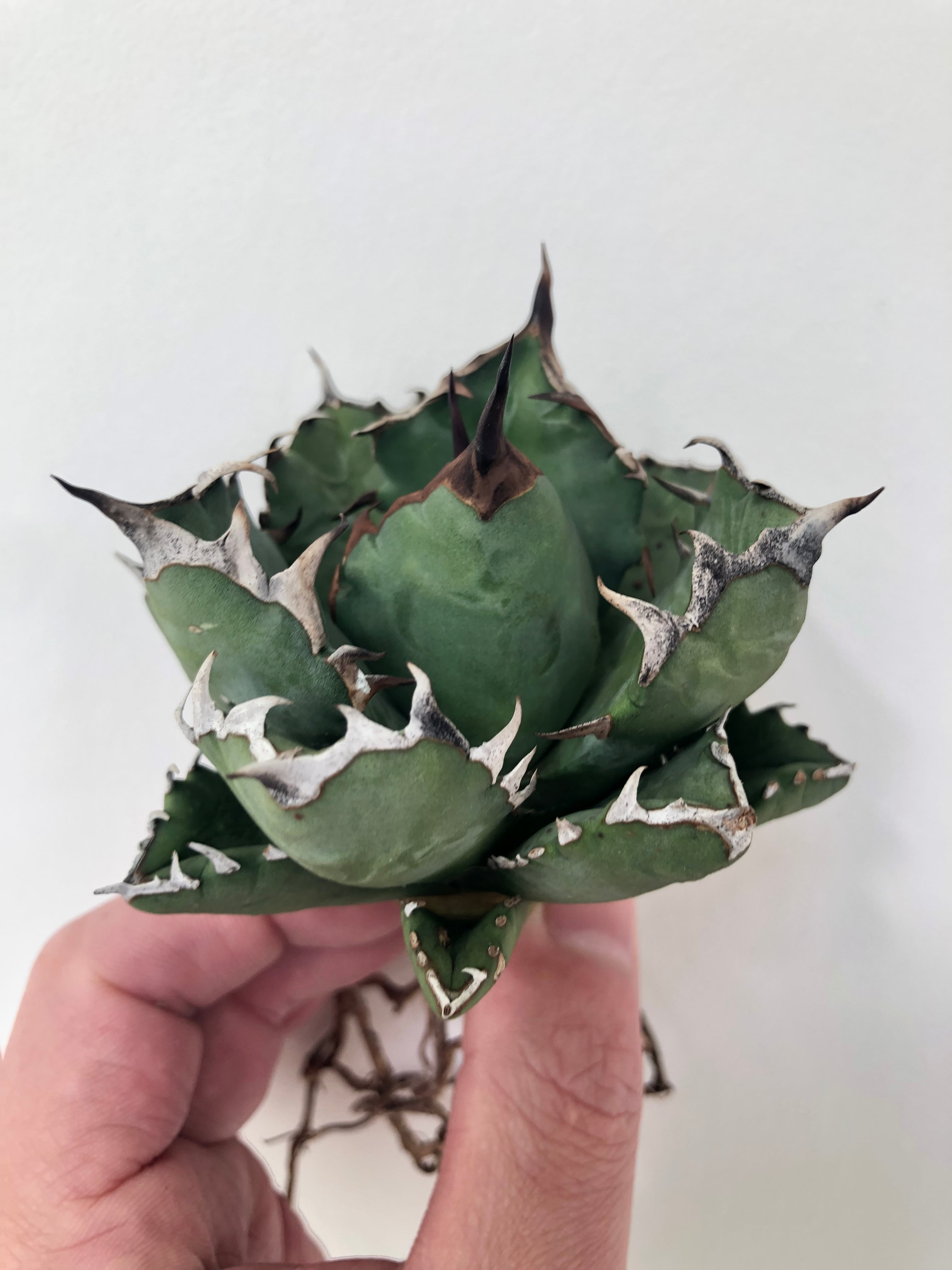 中株】アガベ オンライン チタノタ 姫厳竜 姫厳龍 台湾産 極黒強刺 美