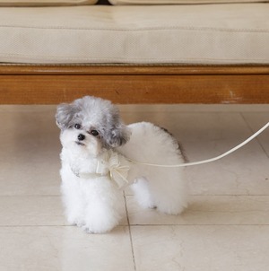 予約【stroll】Soft Walk Harness (milk tea)