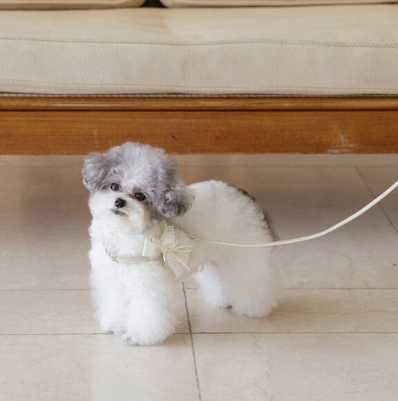 予約【stroll】Soft Walk Harness (milk tea)