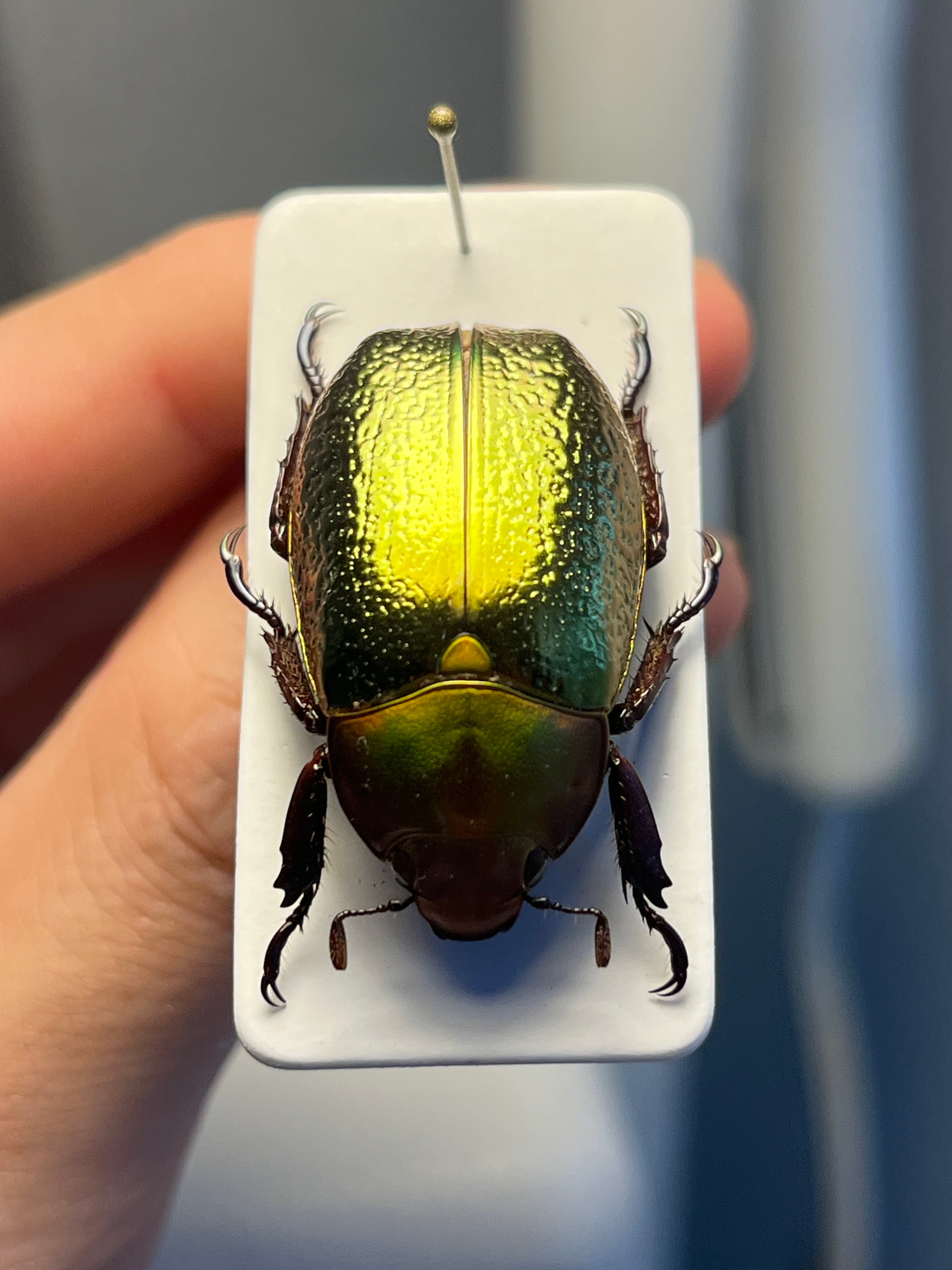 最新作】ボウカルディプラチナコガネ Chrysina boucardi GOLDform 頭が