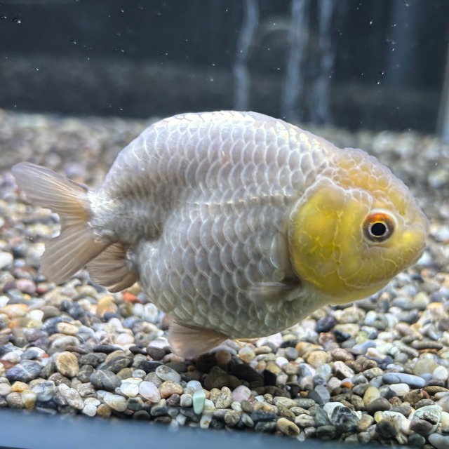 瑪瑙らんちゅう　８ｃｍ