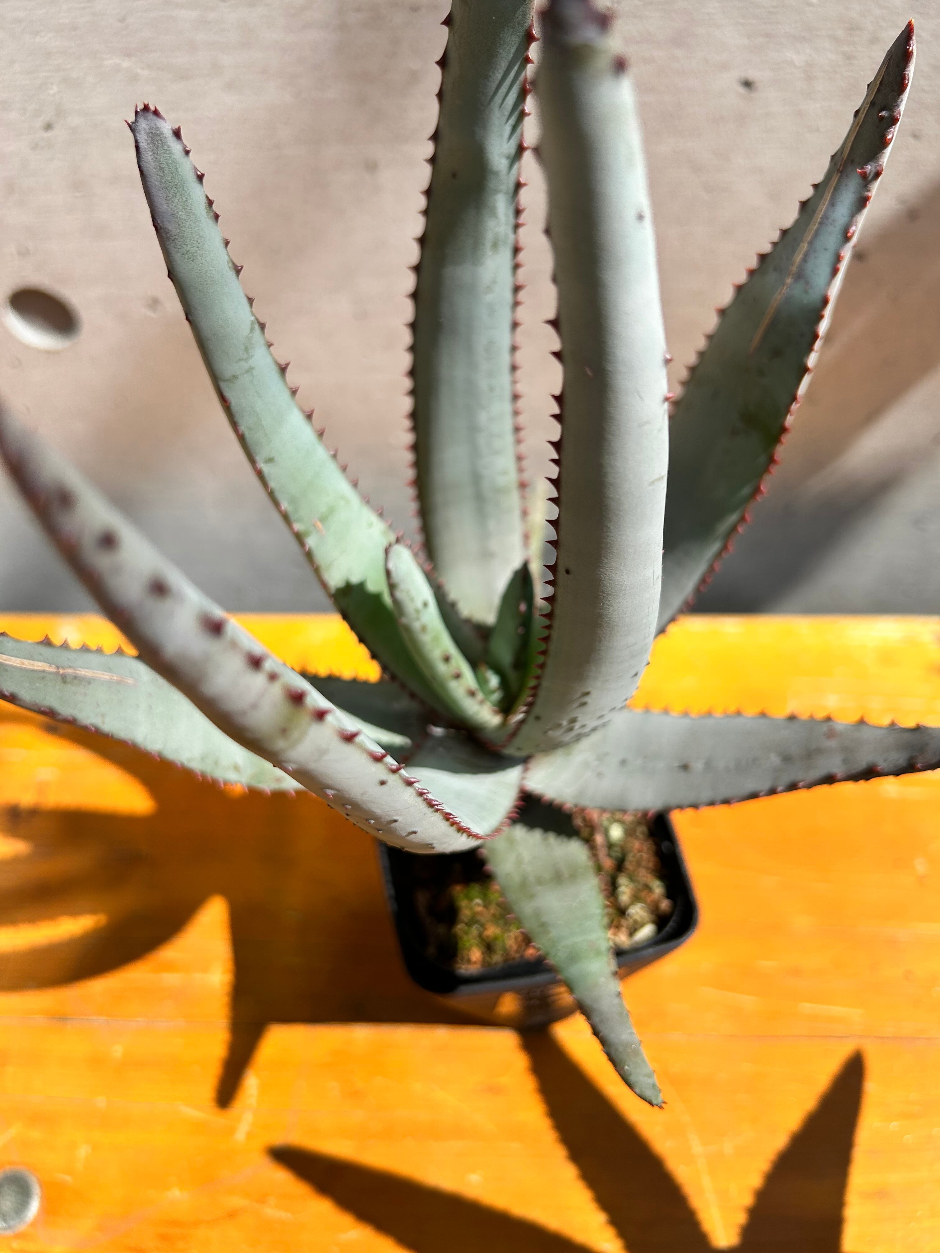 アロエ コニフェラ3号 | 植物との暮らし apricot