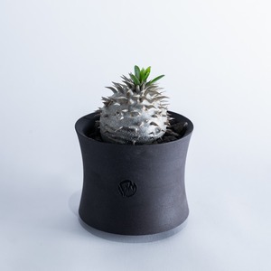 【新着】Pachypodium Densicaule× VALIEM GHOST【まん丸作り込みの極上苗】 パキポディウム 恵比寿大黒