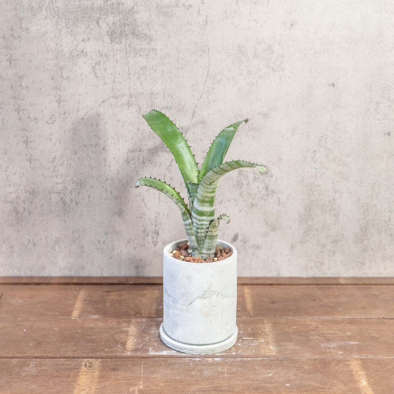 ビルベルギア｜独特の縞模様と波打つ葉が魅力の観葉植物【手づくりモルタル鉢】